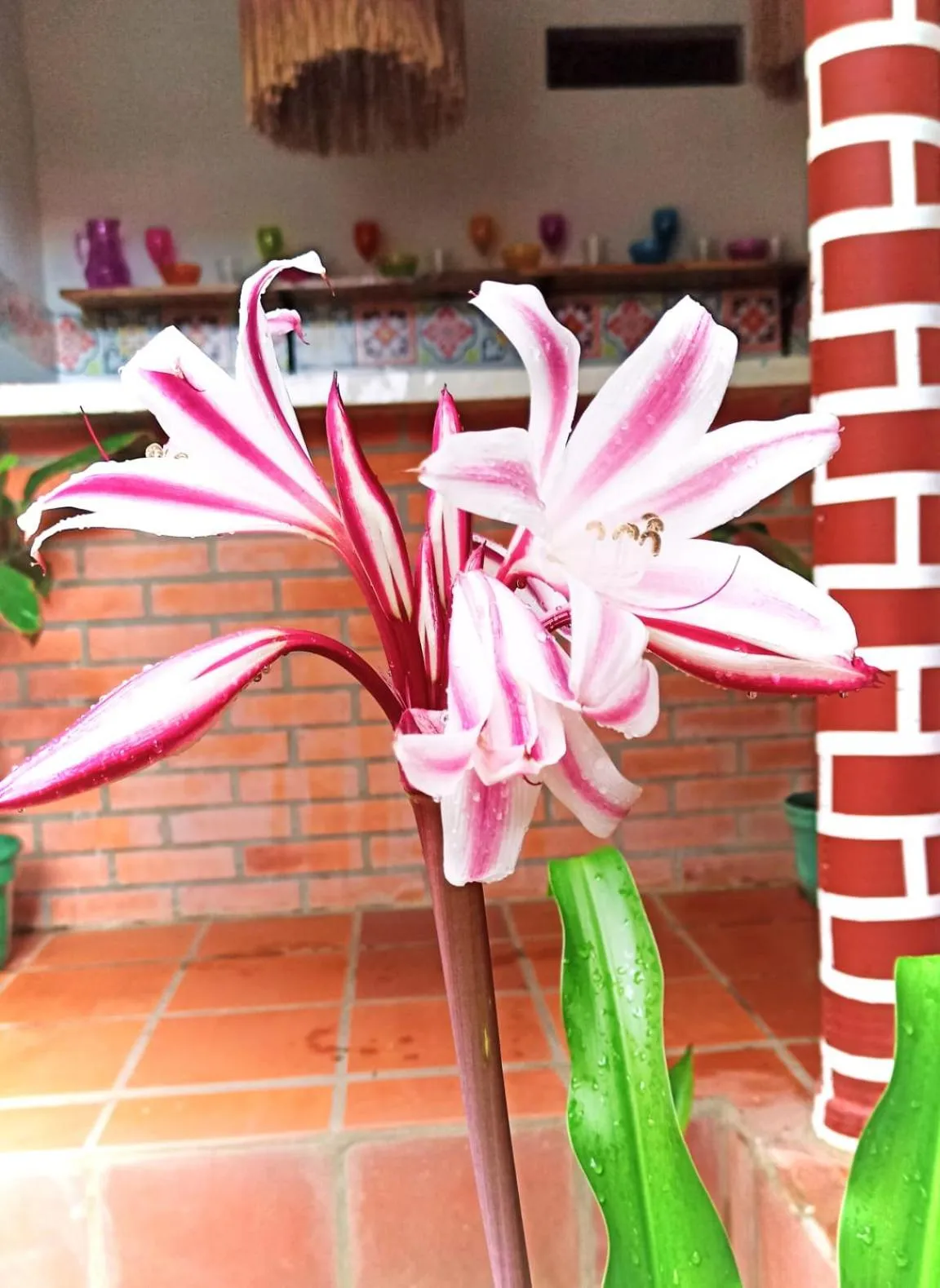 Patio in Albarrada Hotel Boutique