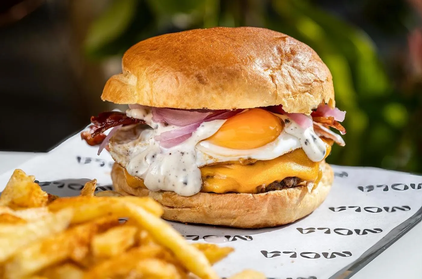 Pets in Port Alicante City & Beach