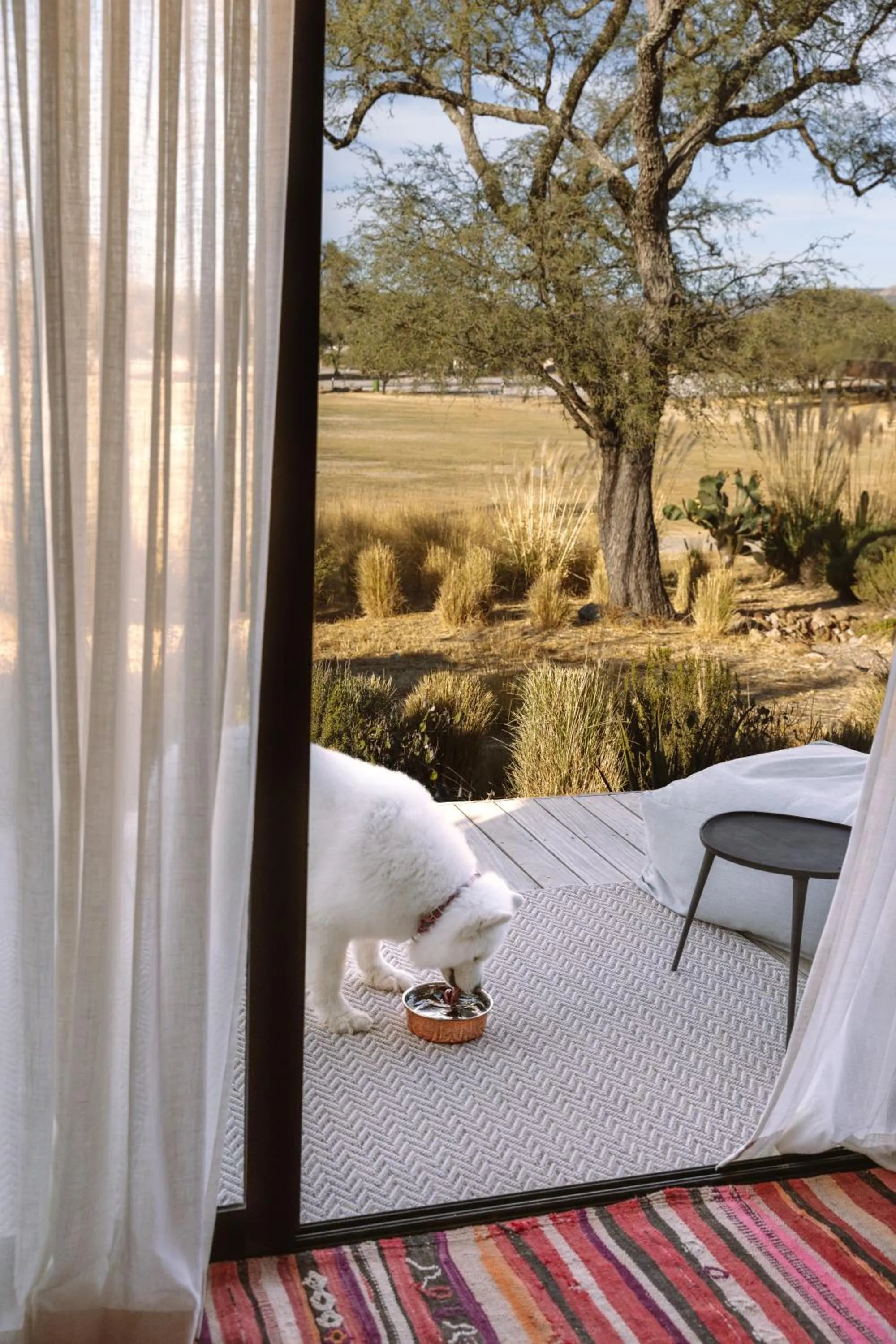 pet friendly in Our Habitas San Miguel de Allende