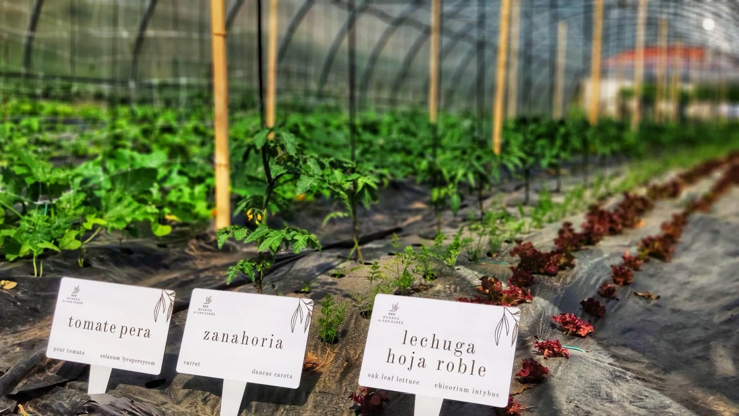 Garden in Augusta Eco Wellness Resort 4 Superior