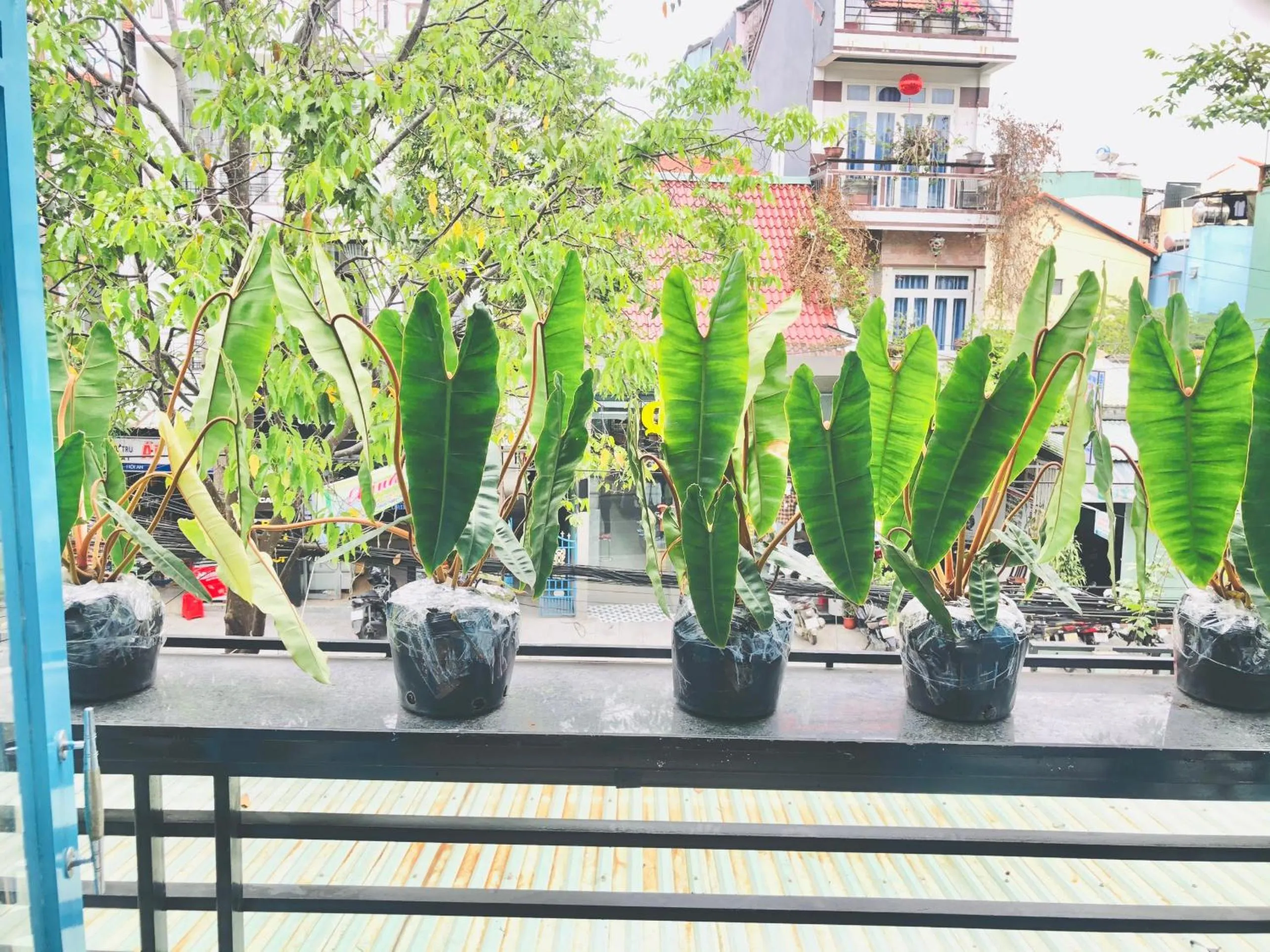 Day in An's Family Homestay Hoi An - 5mins walk to Hoi An Ancient Town