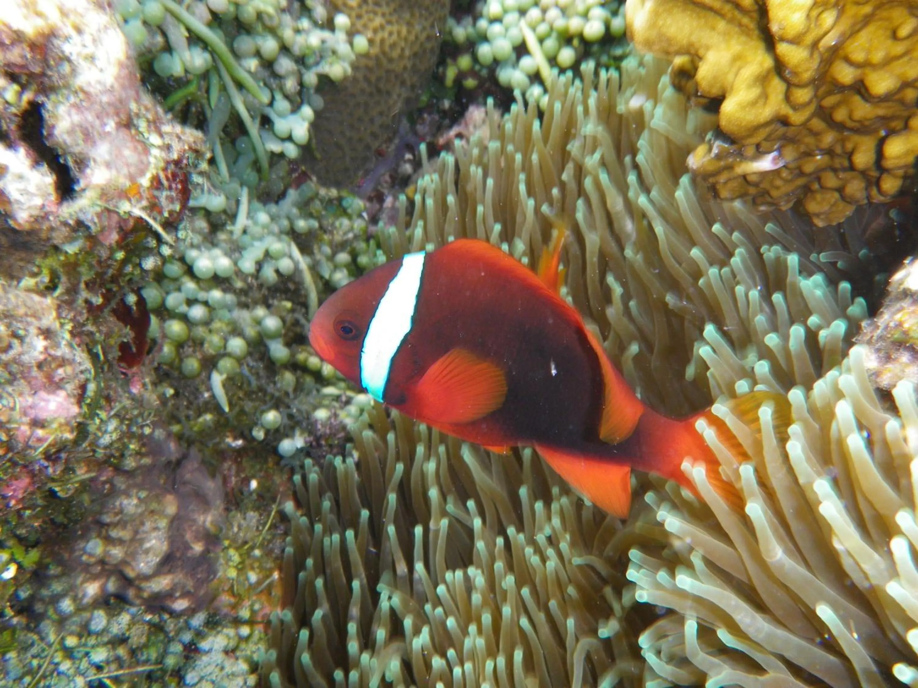 Activities in Lambug Beach Homestay