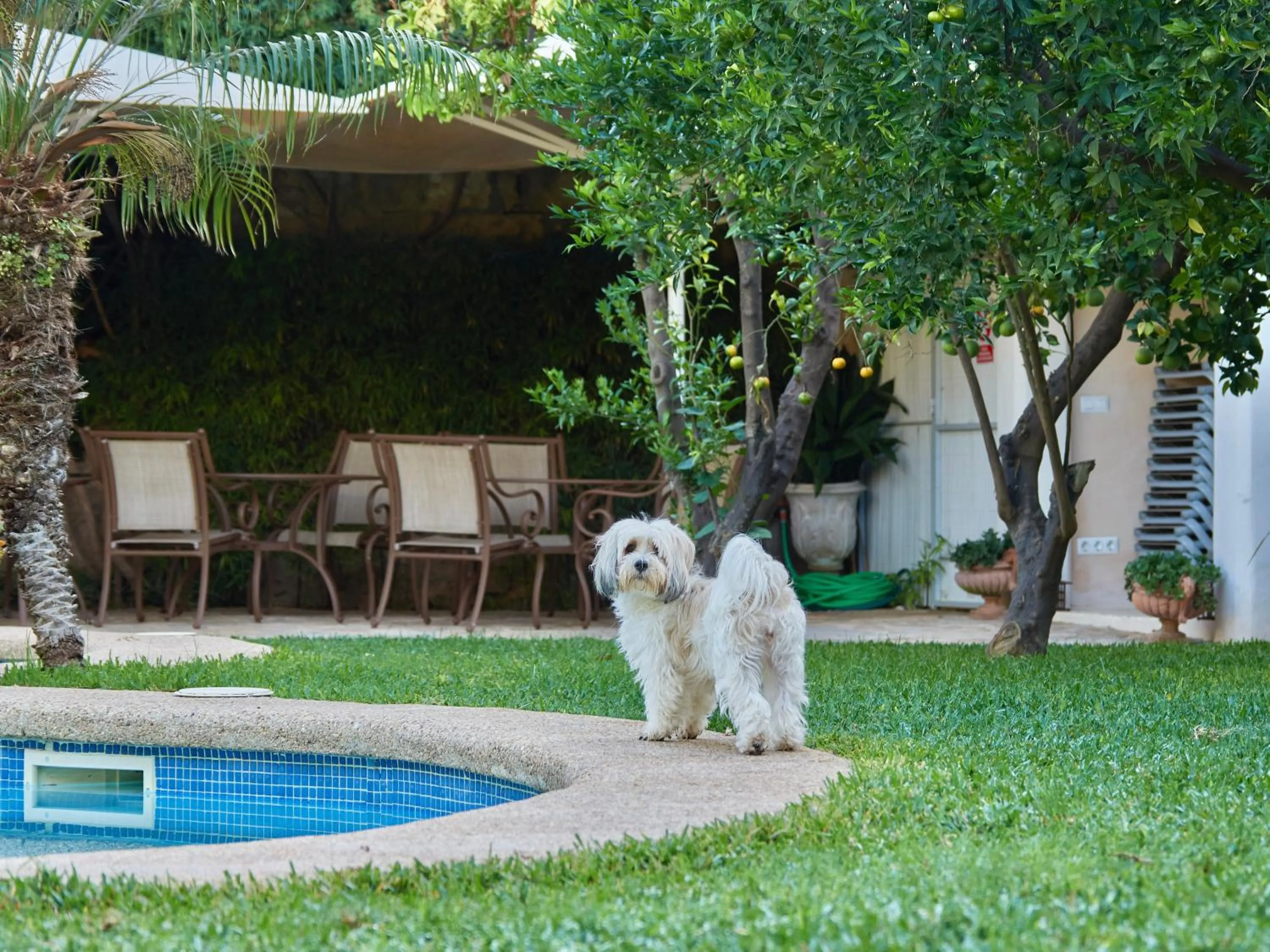 Pets in Casa Son Sant Jordi