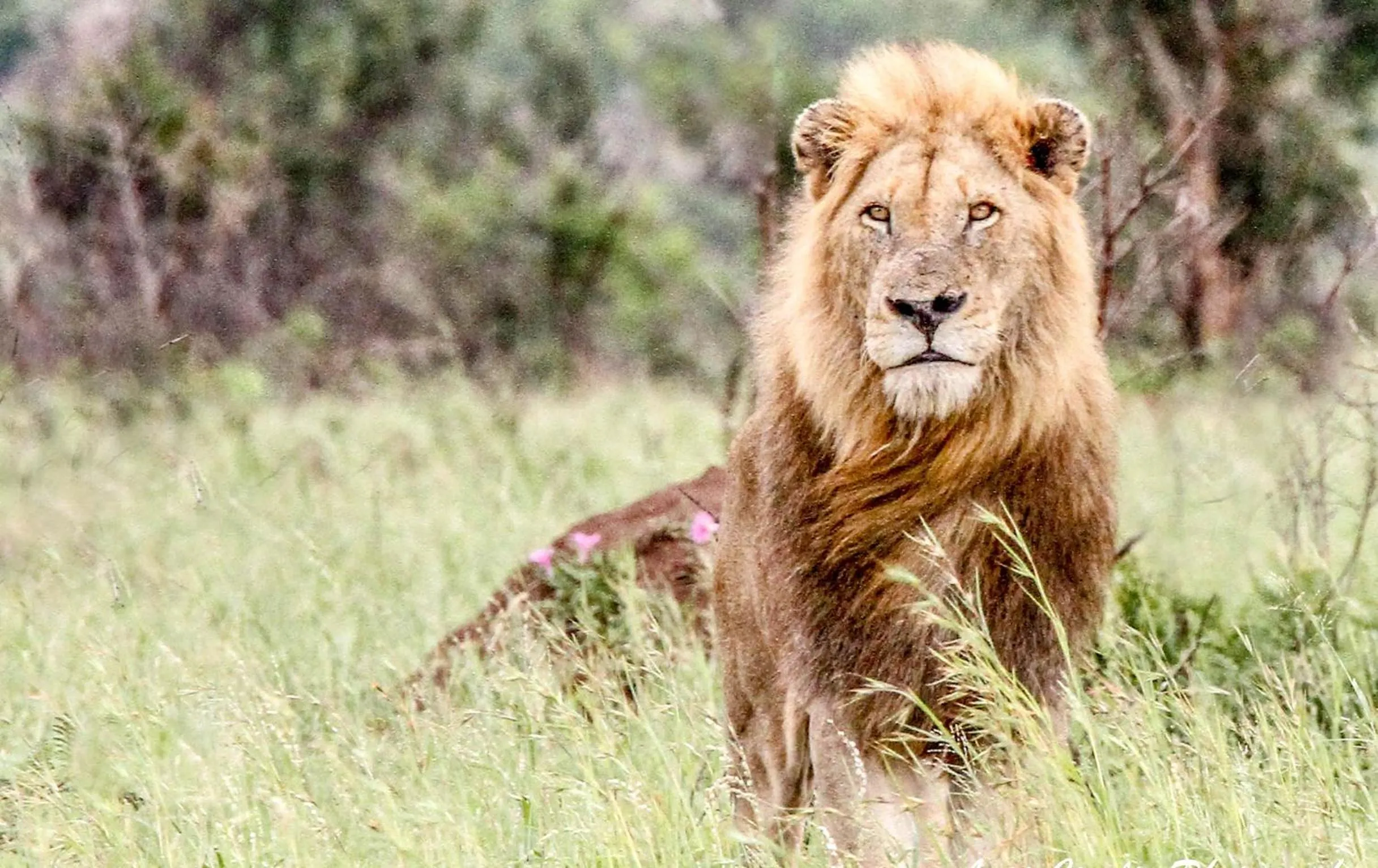 Animals in SleepOver Phabeni