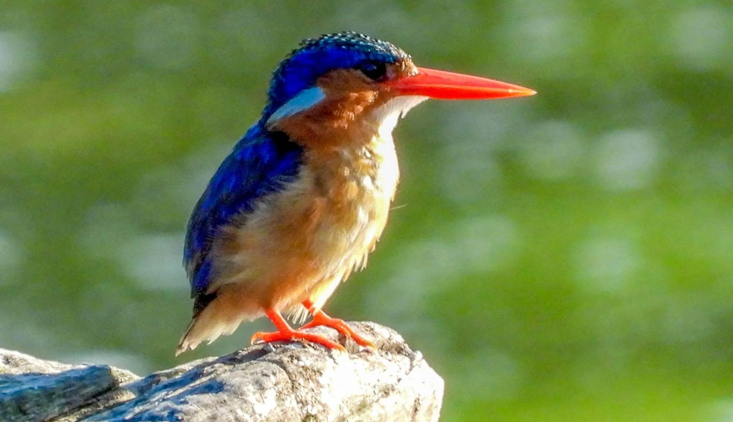 Animals in SleepOver Phabeni