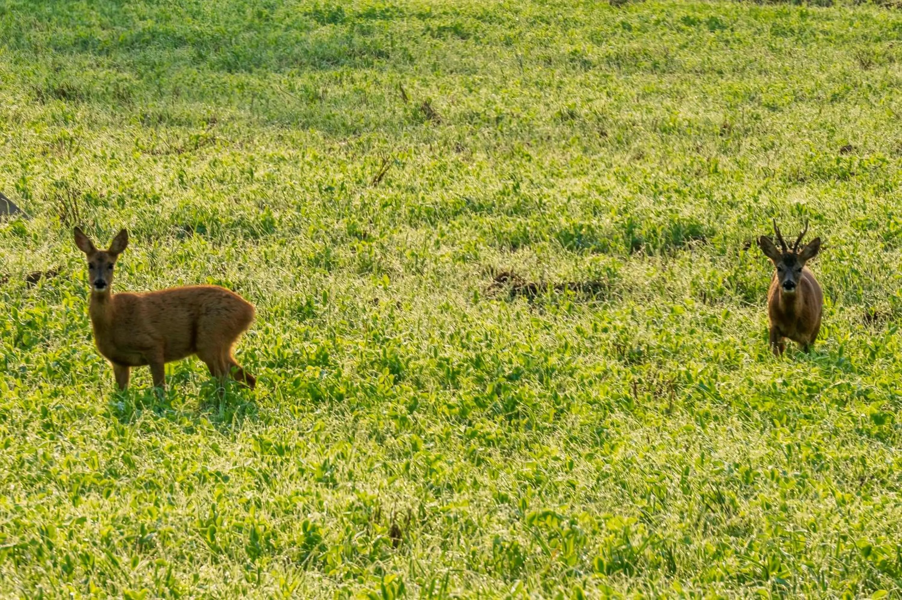 Hiking in Landhotel Lortz
