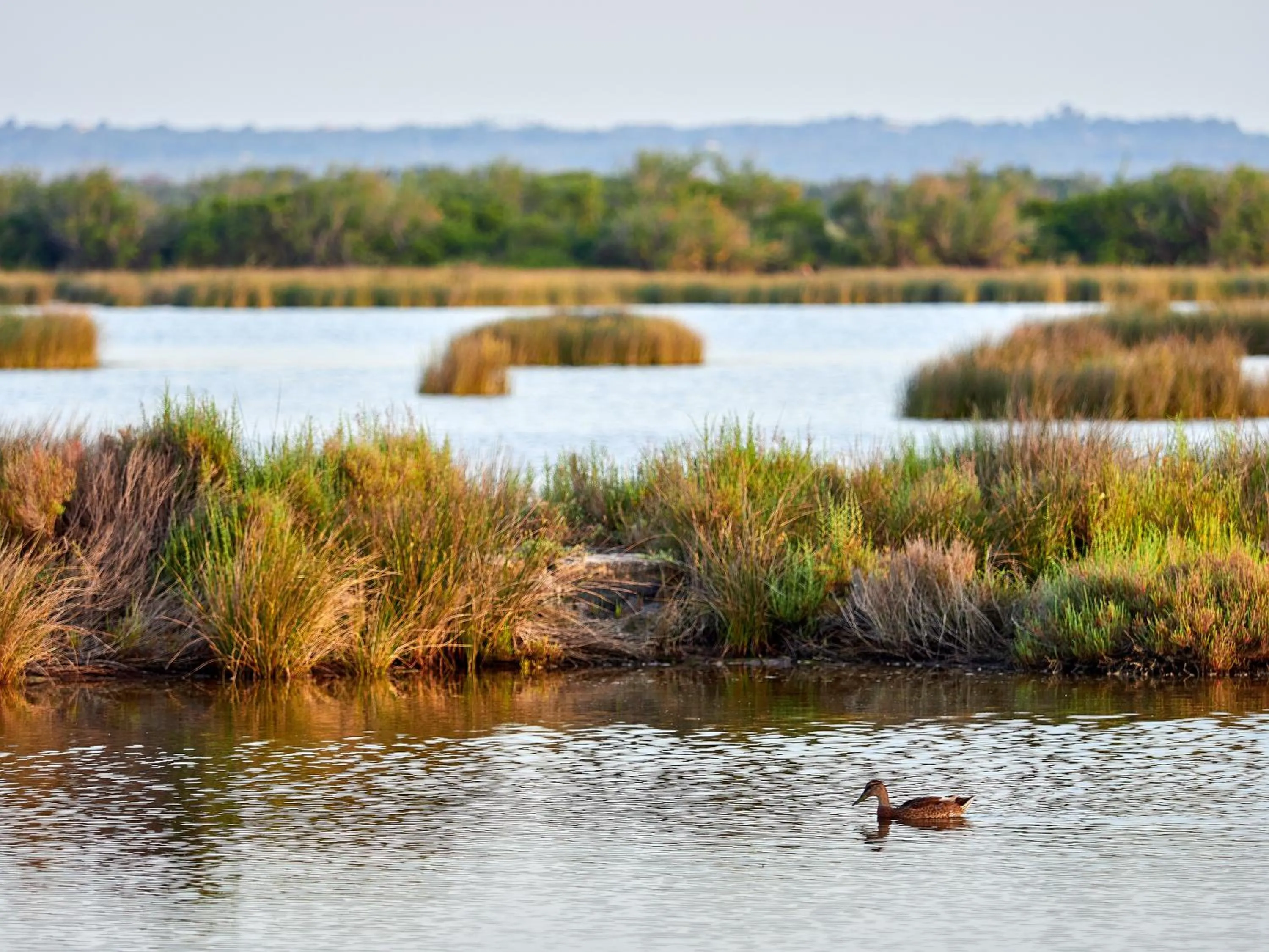 Natural landscape in BQ Alcudia Sun Village