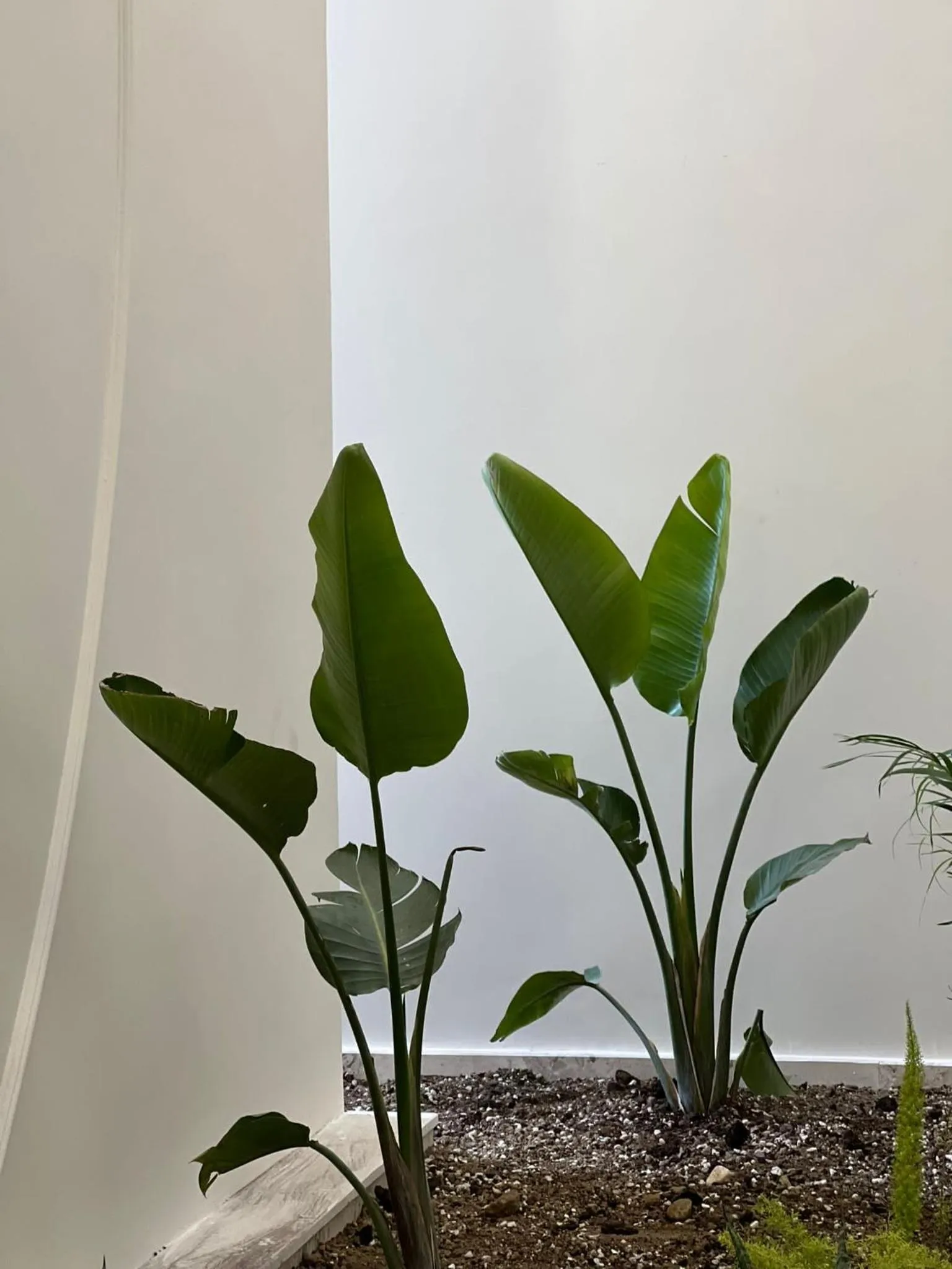 Garden view in Arin Resort Bodrum