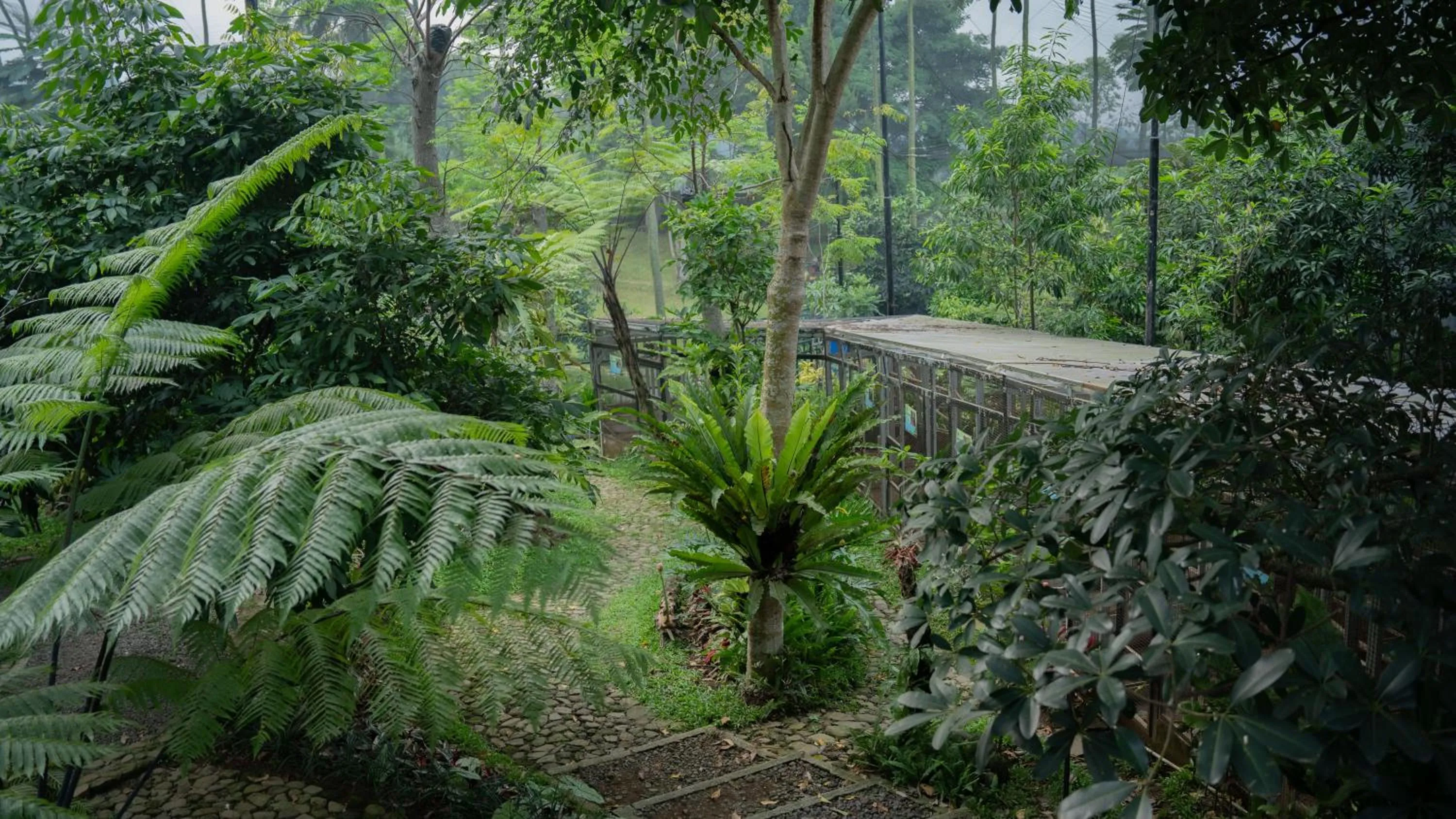 Spring in Leuweung Geledegan Ecoldge