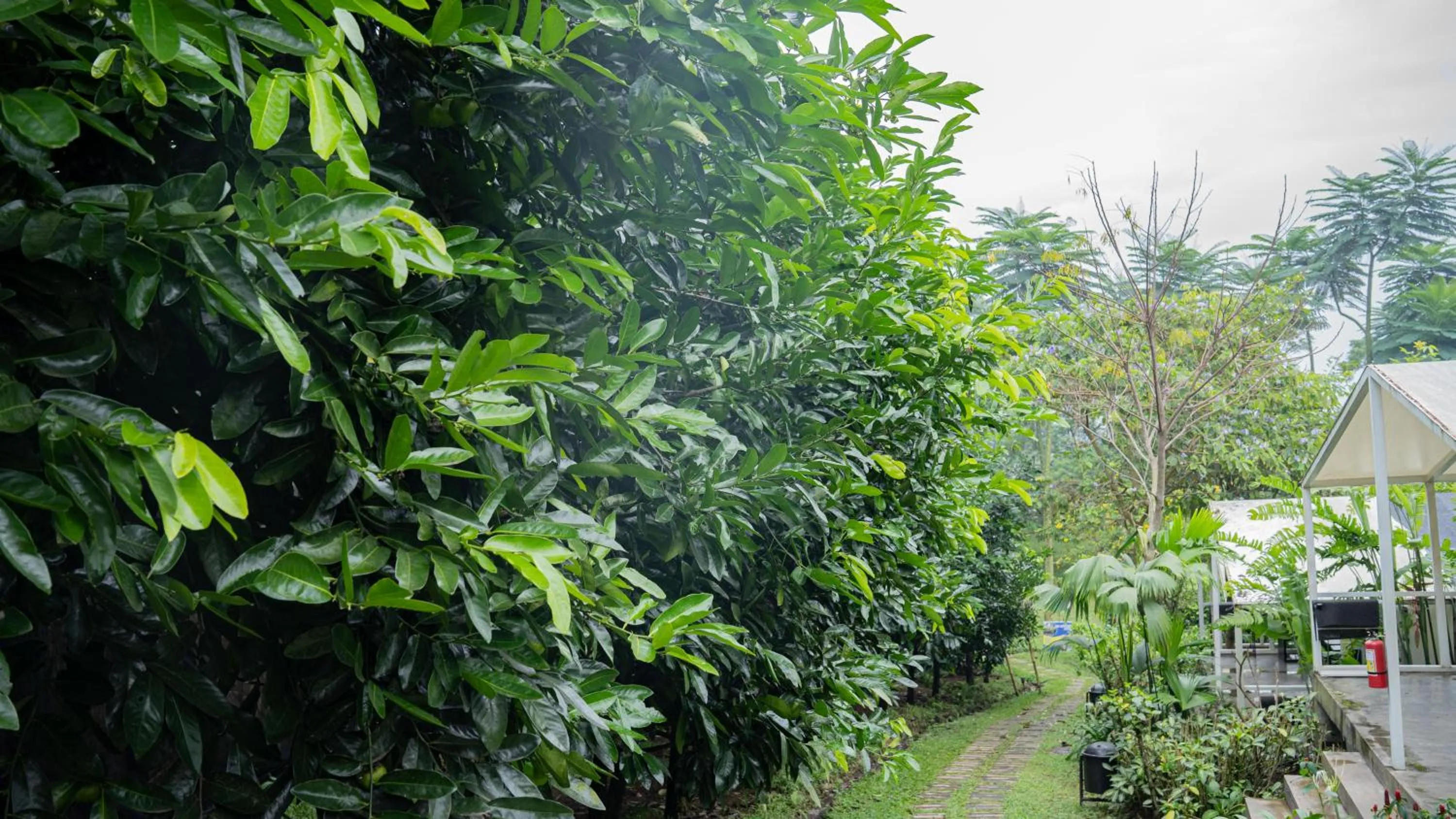 Spring in Leuweung Geledegan Ecoldge