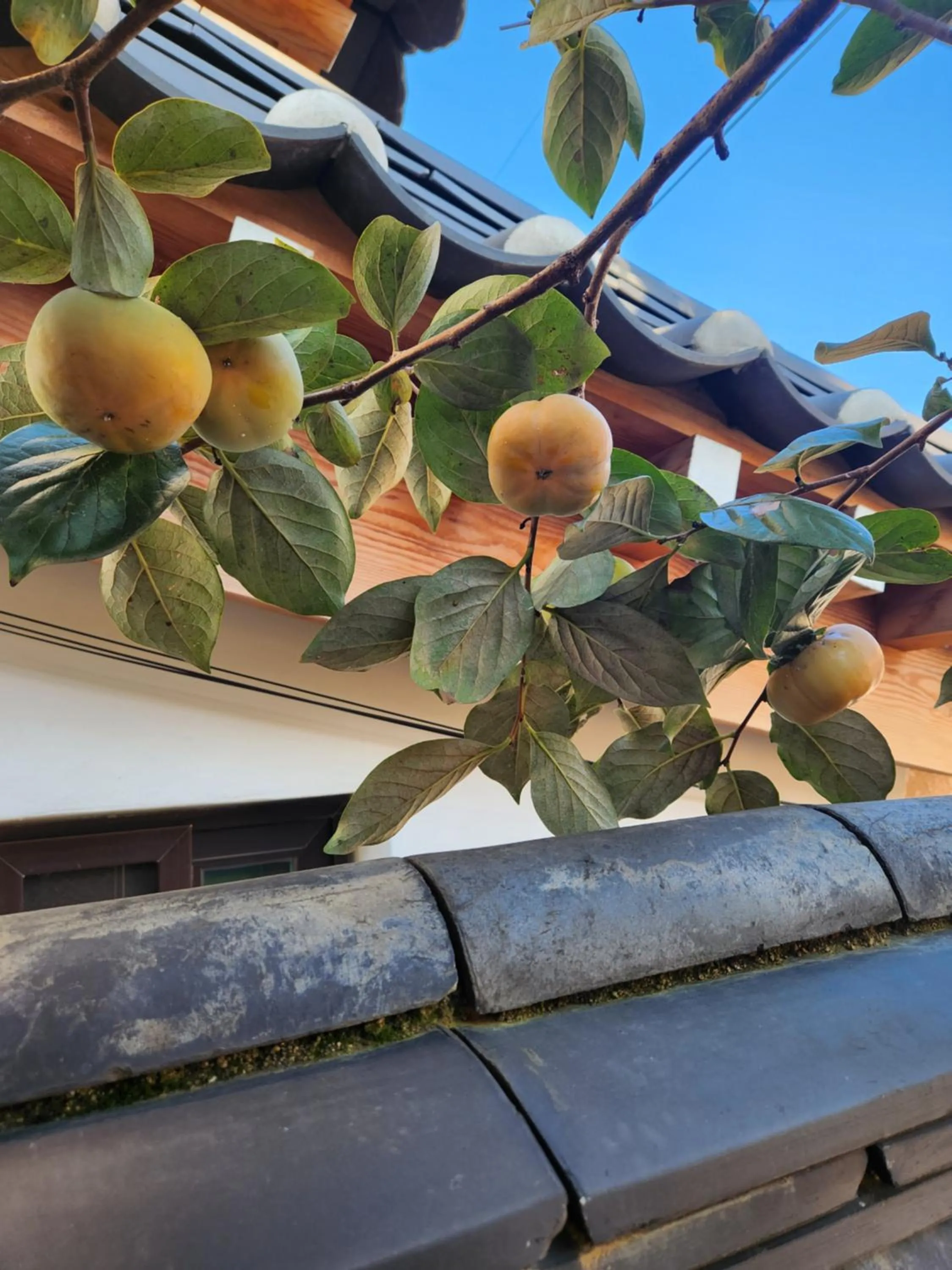 Garden view in HanokInn