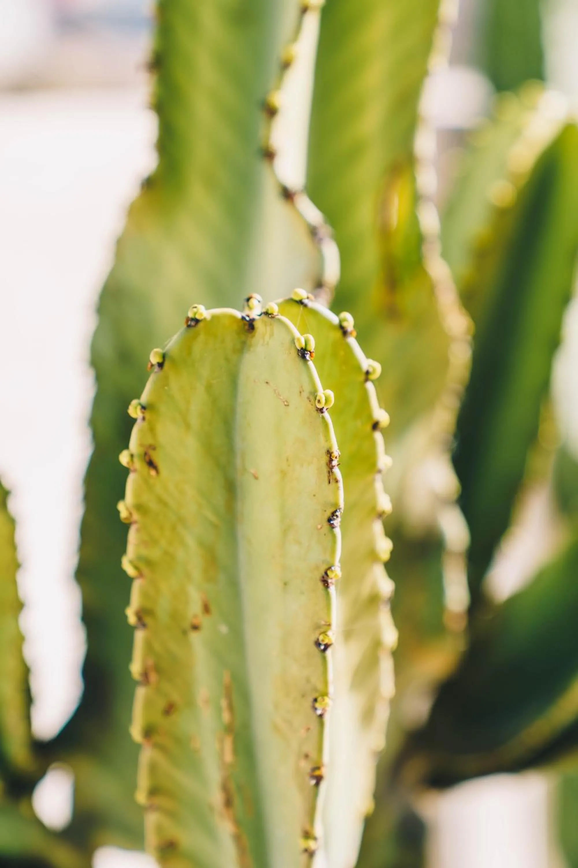 Day in Surf and Sound Imsouane