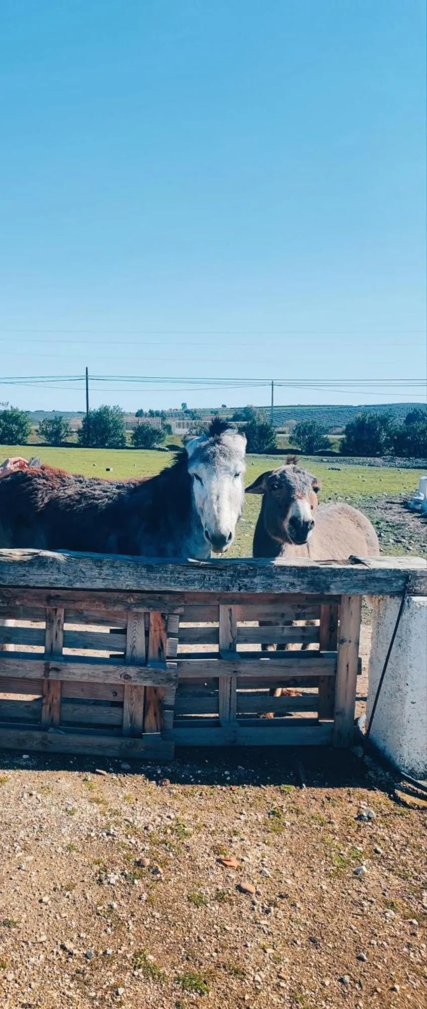 Property building in Camping Carlos III