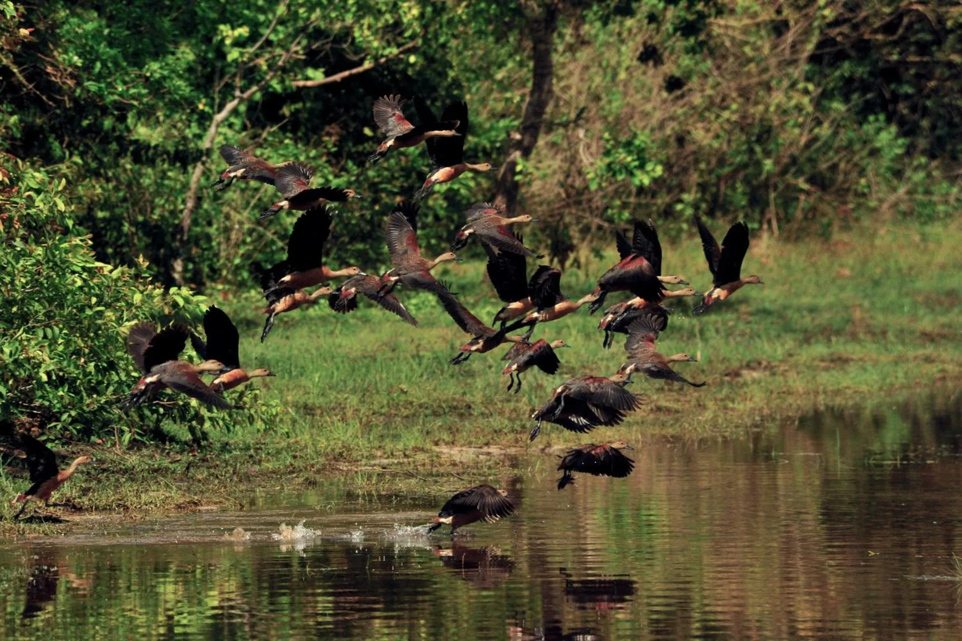 Animals in Allure Yala Luxury Suites by Allure Leisure