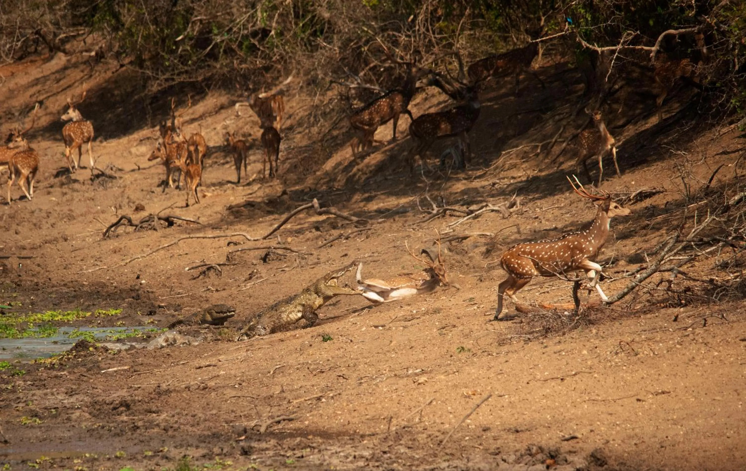 Animals in Allure Yala Luxury Suites by Allure Leisure