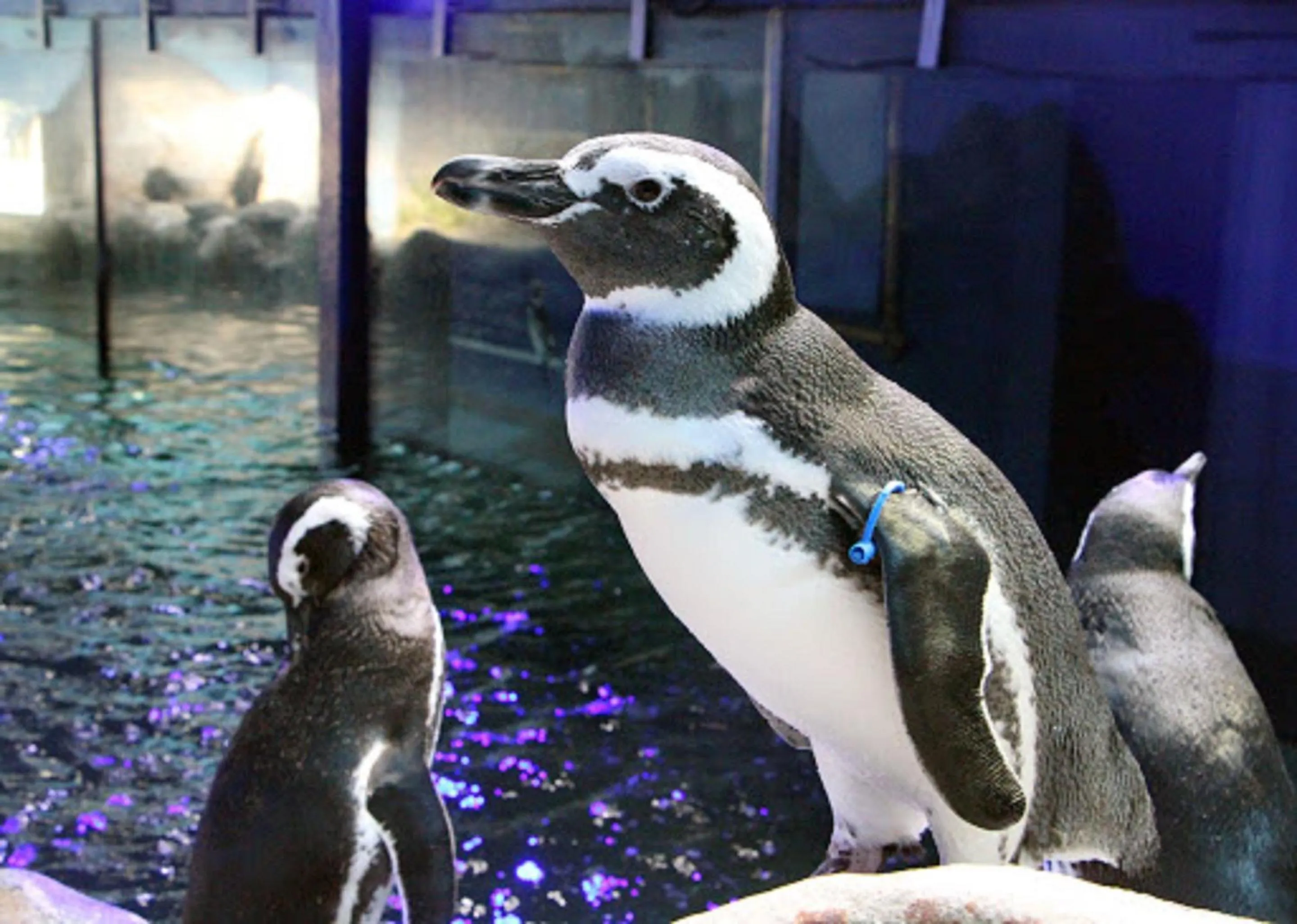 Beach in Pousada Ubatuba