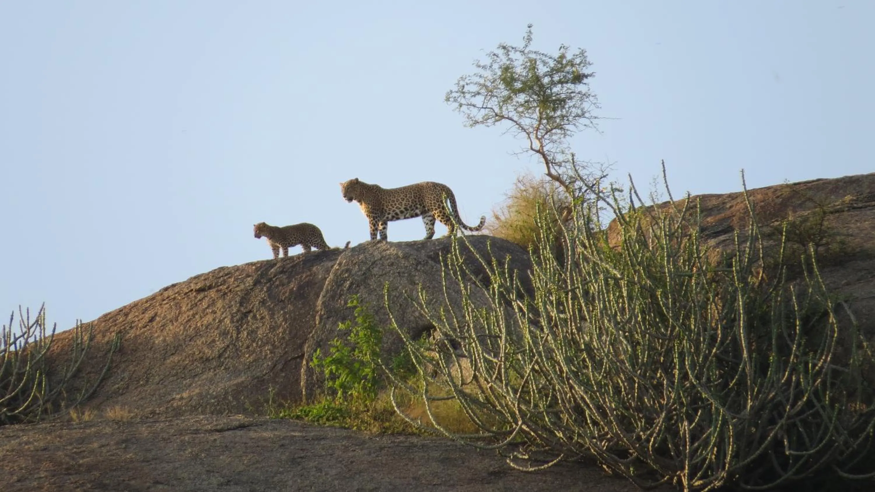 Animals in Clarks Safari Jawai