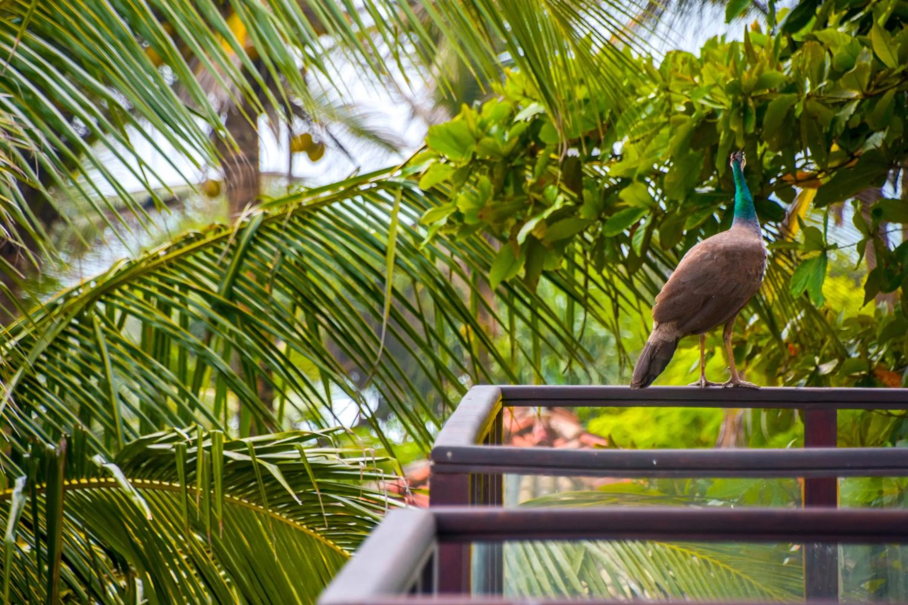 Day in ARA Beach Resort Mirissa