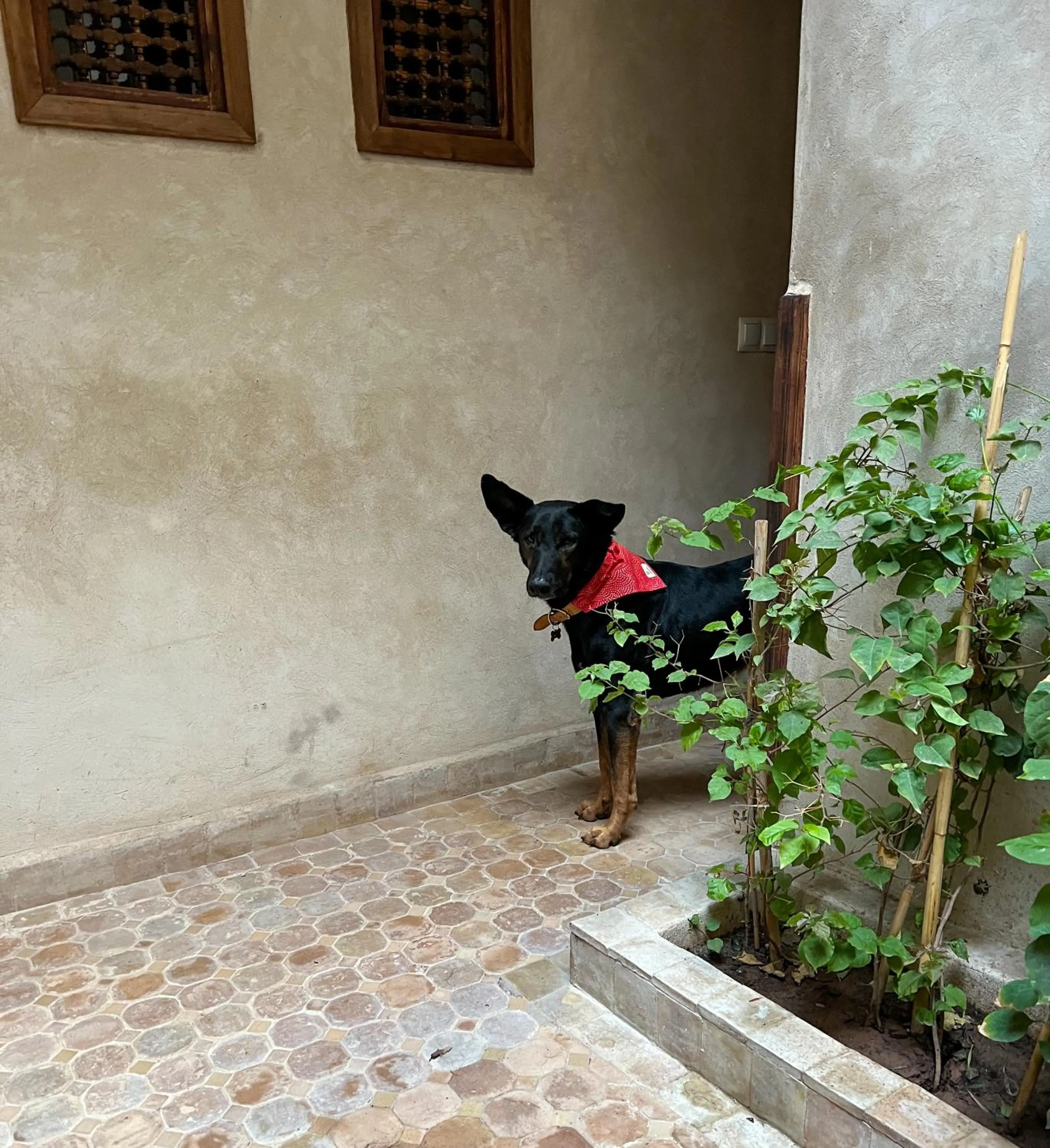 Pets in Riad Alena