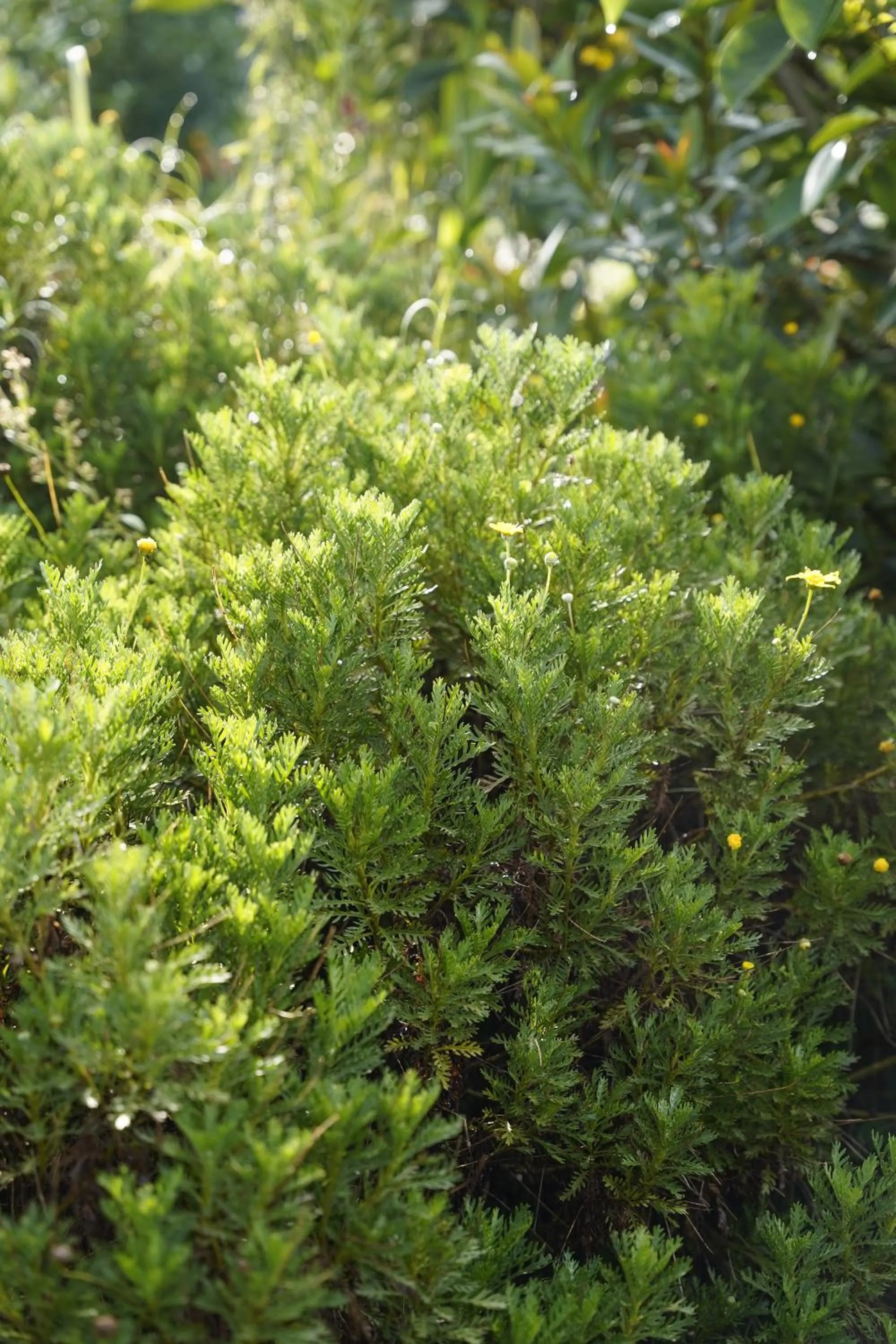 Garden in GREENECO DA LAT HOTEL - Khách sạn Green Eco Đà Lạt