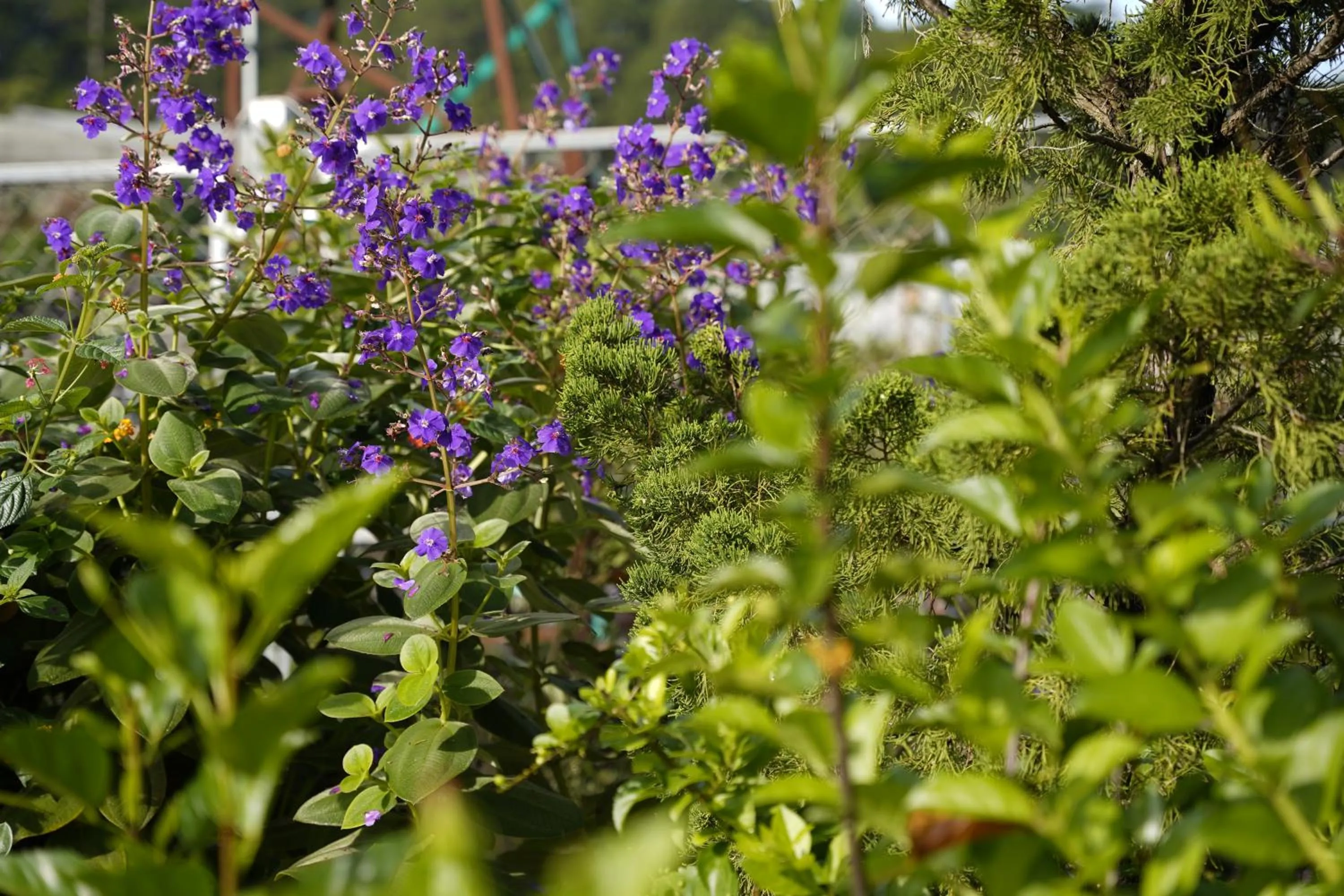 Garden in GREENECO DA LAT HOTEL - Khách sạn Green Eco Đà Lạt