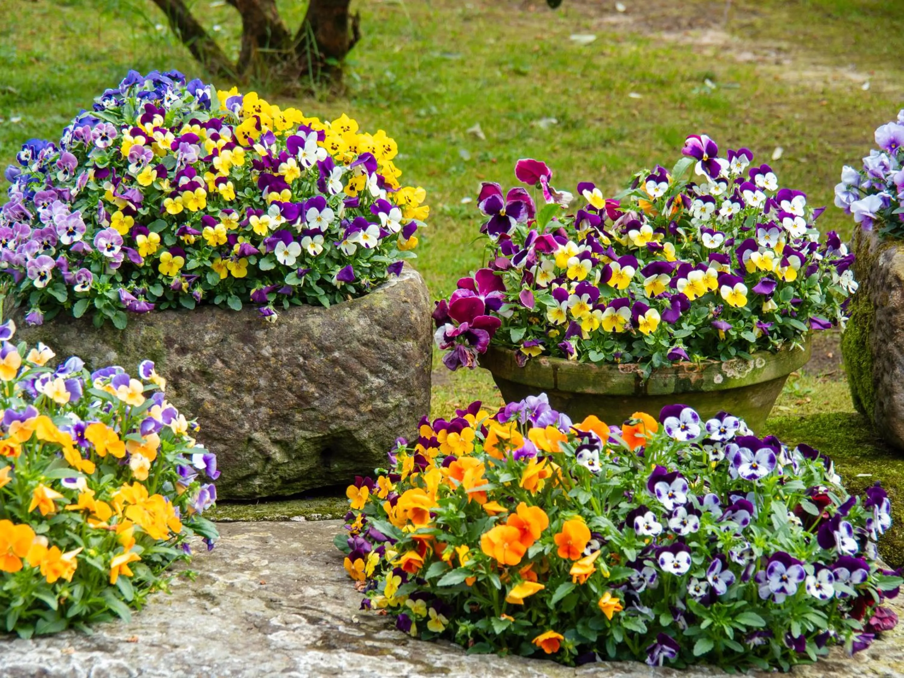 Garden in Hotel Casa del Marqués