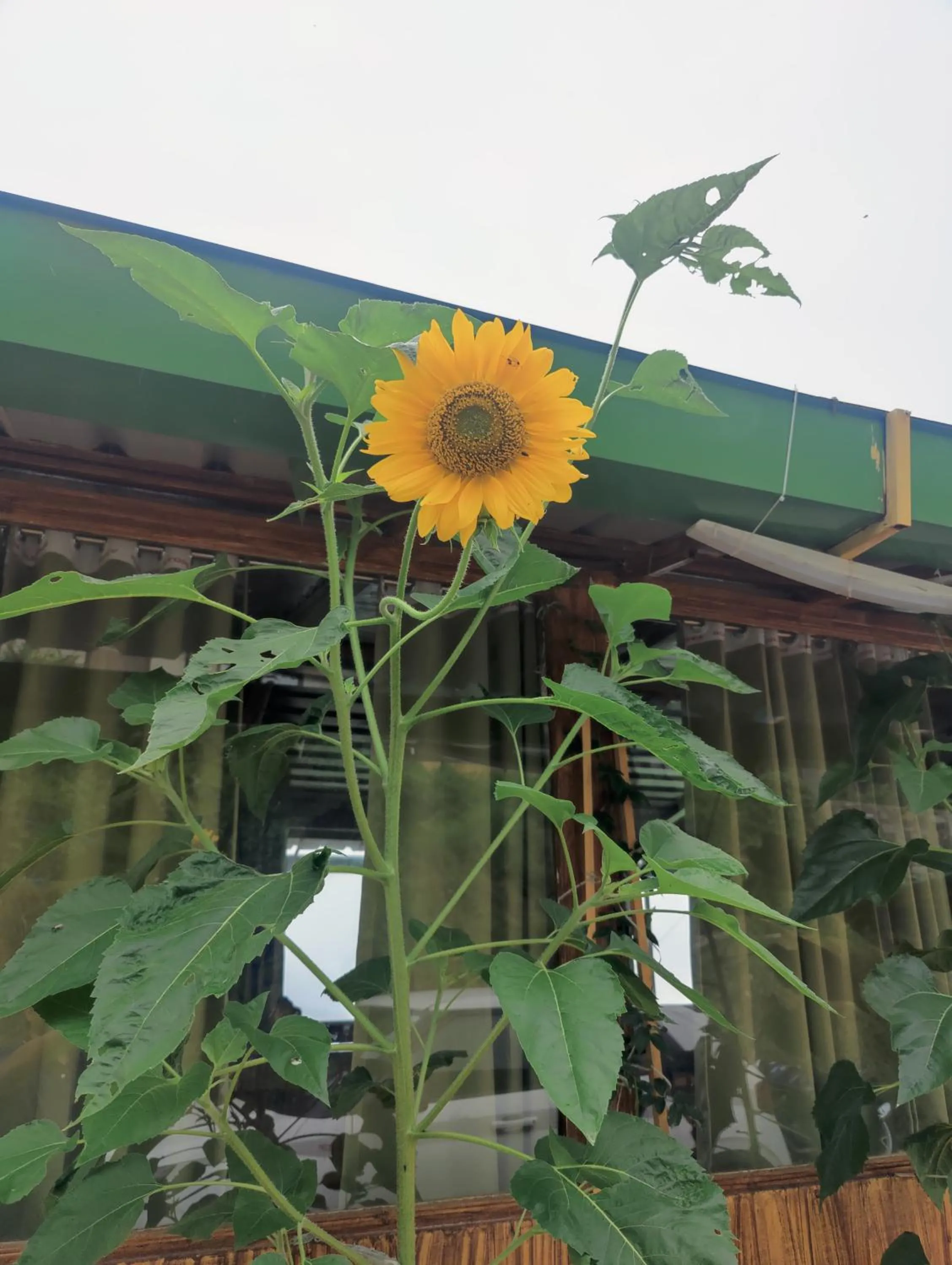 LaSerene The Cottage - Pangoot