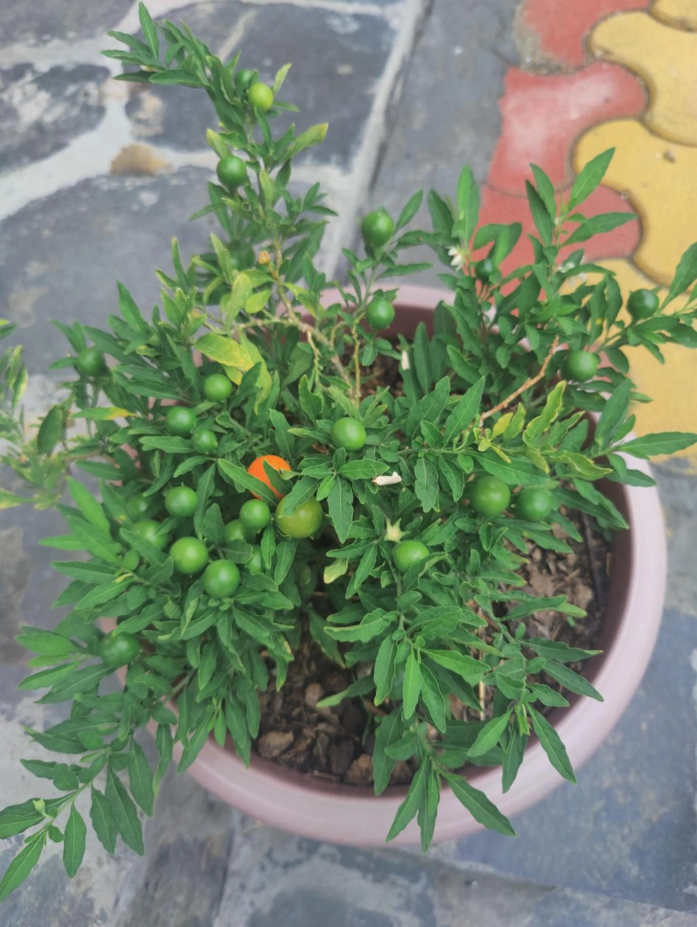 LaSerene The Cottage - Pangoot