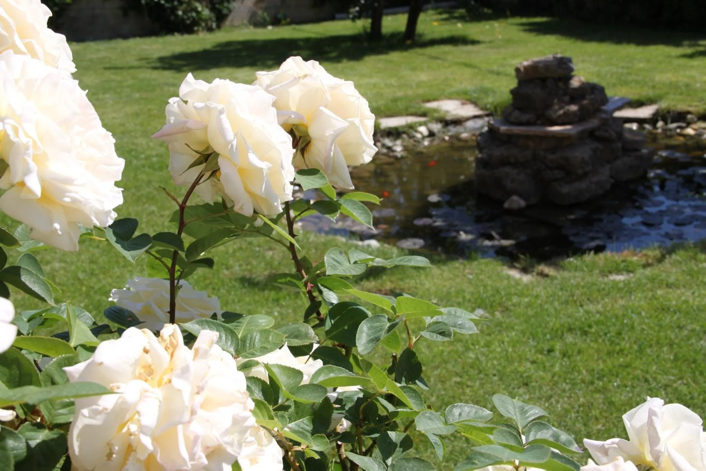 Garden in Villa Mencia