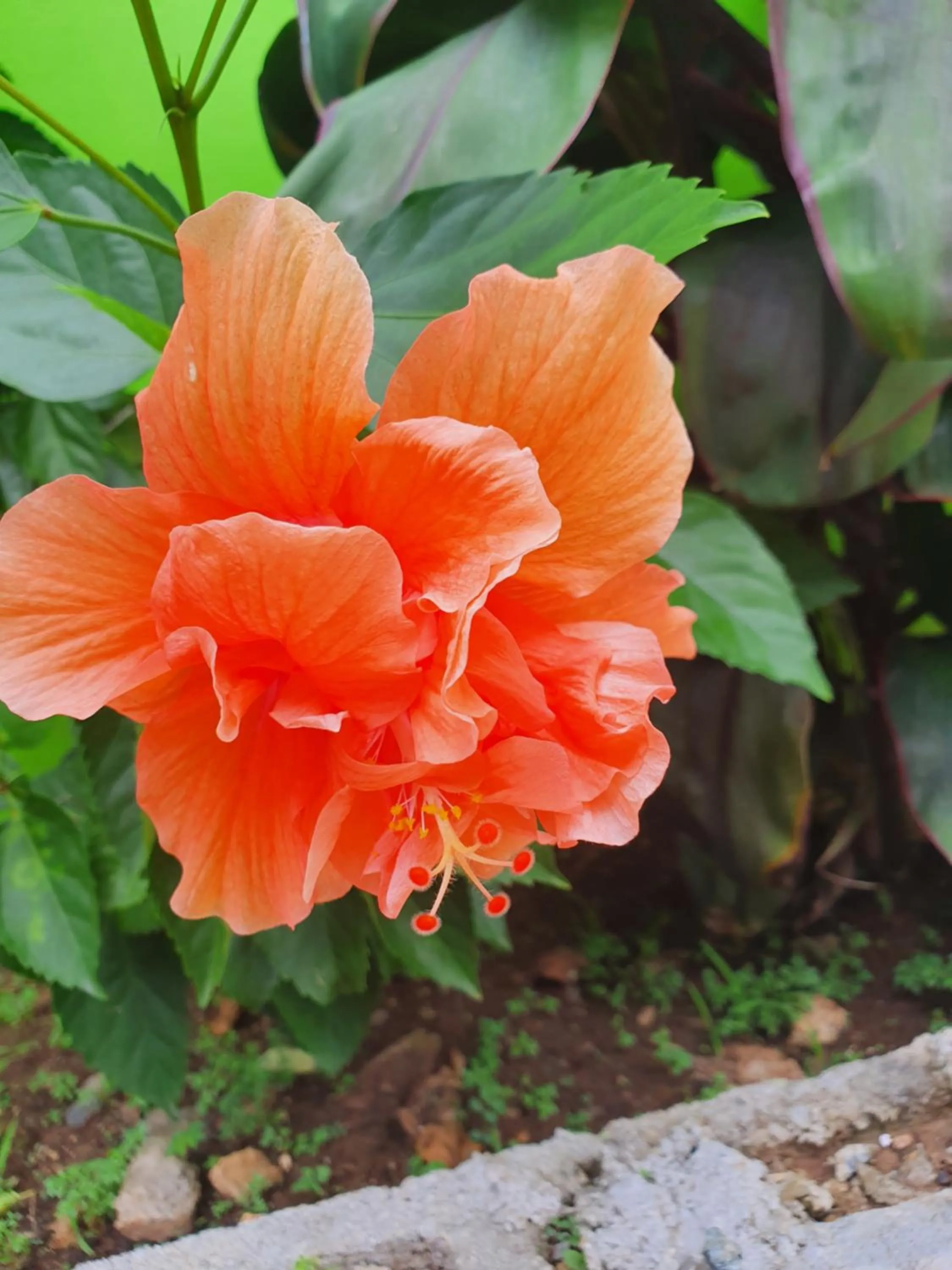 Garden in PESHERES INN & SPA