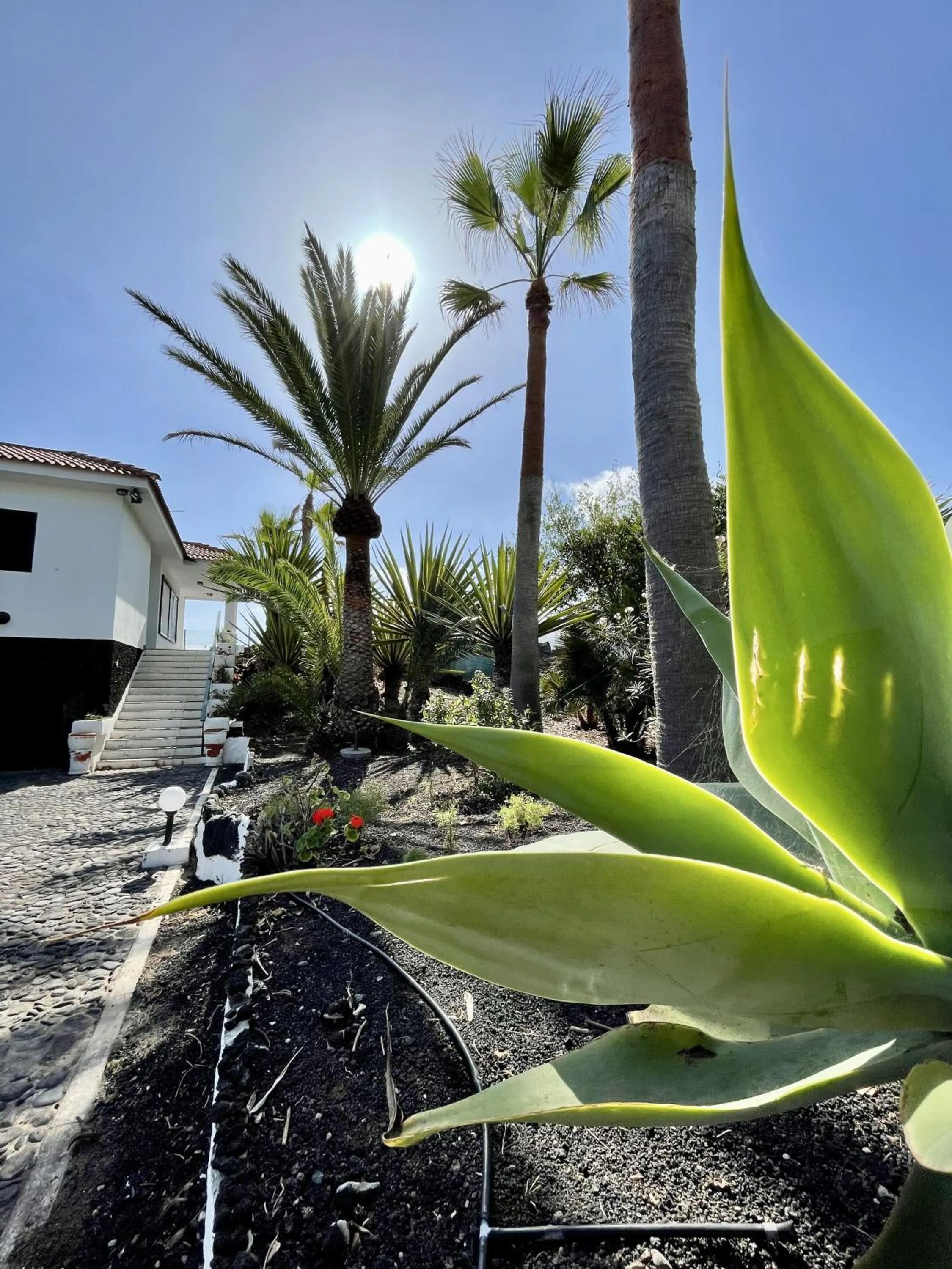 Garden in Hotel El Patio