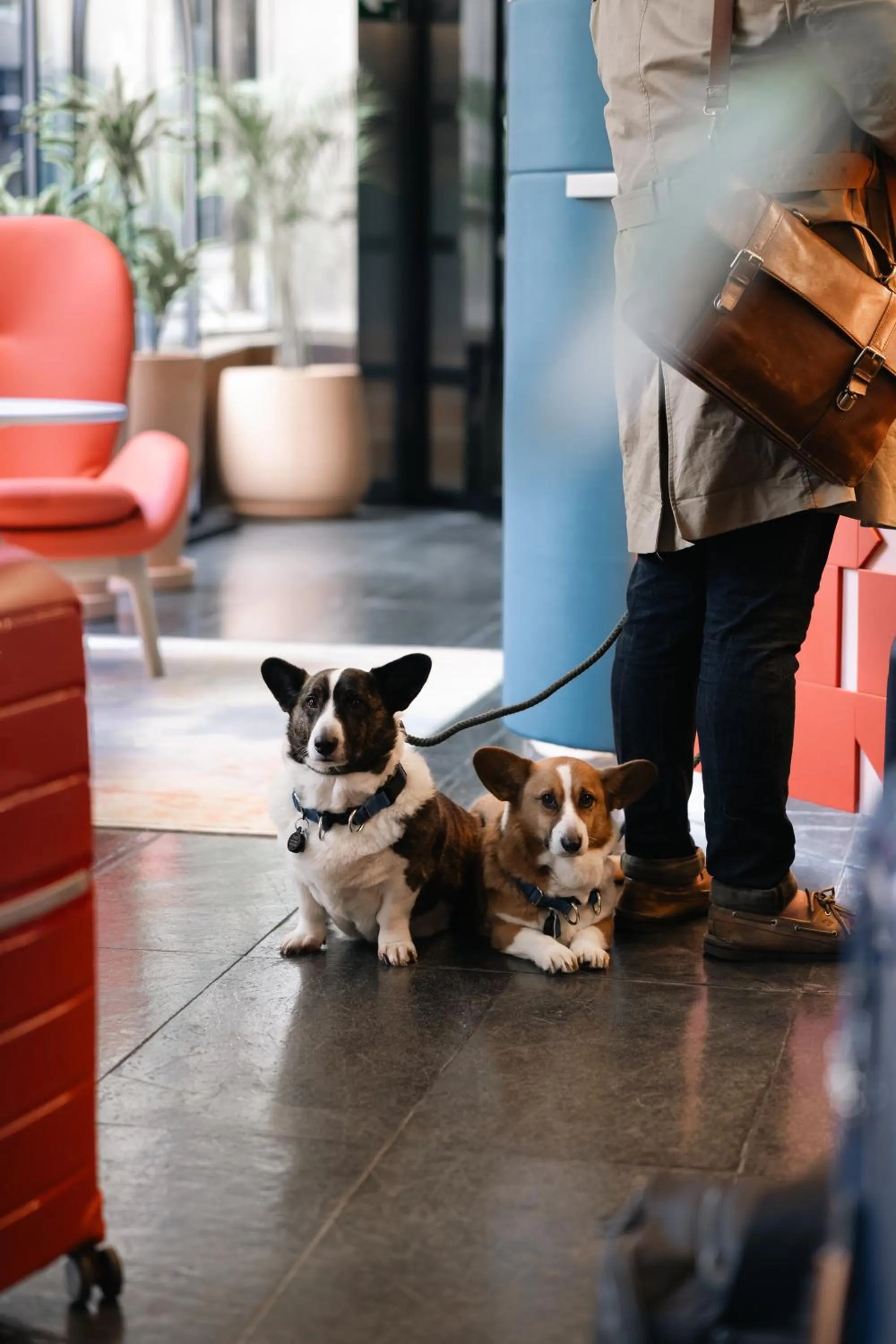 pet friendly in Hotel Indigo Barcelona Plaza Espana by IHG