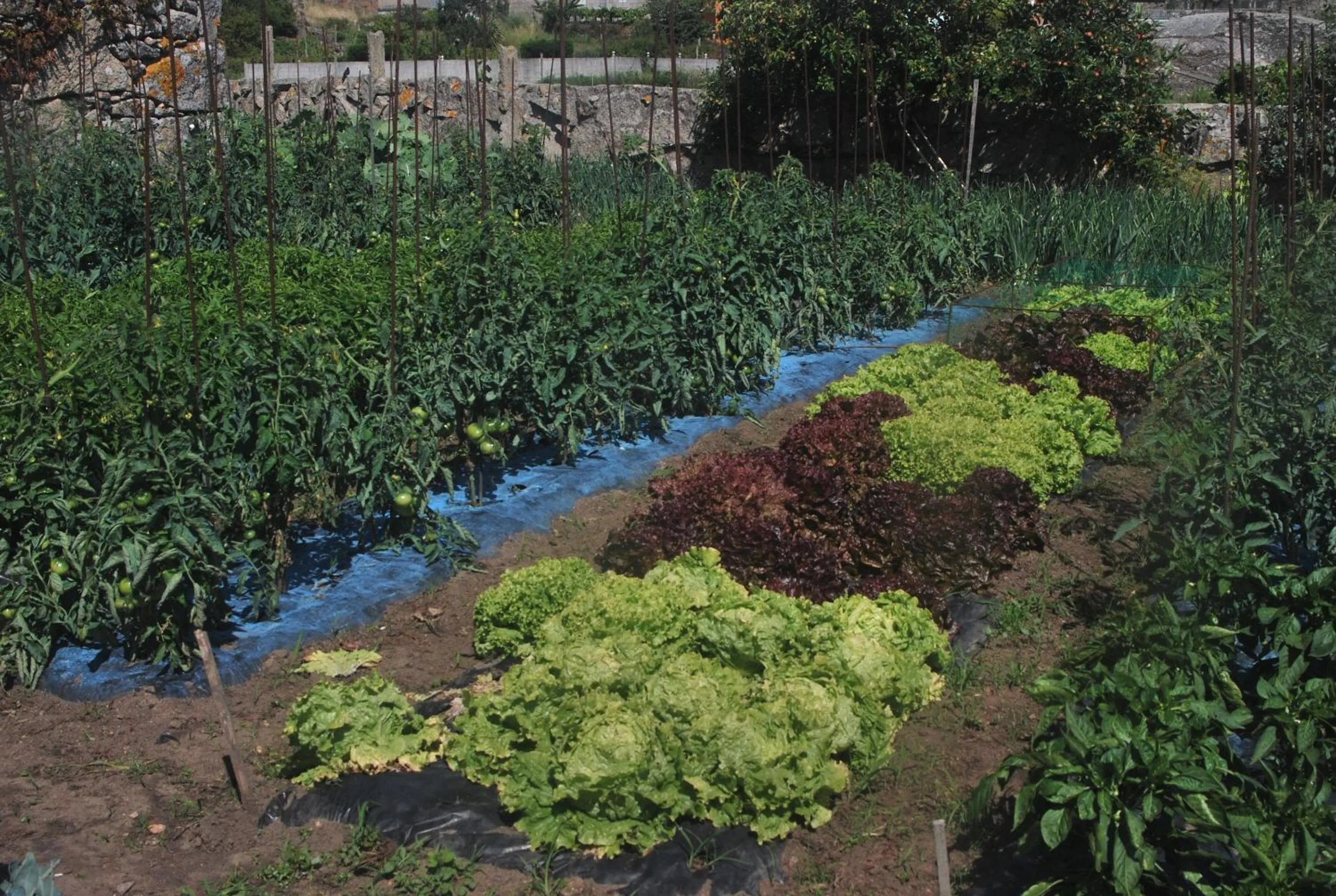 Other in Hotel Spa Bosque Mar