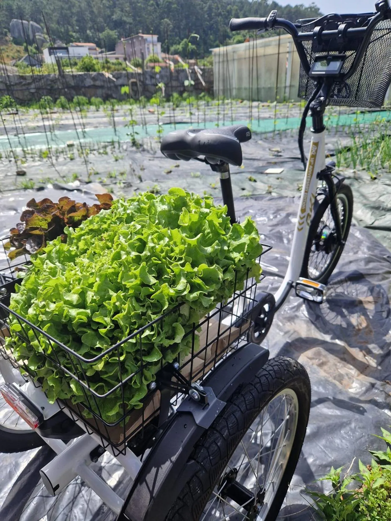 Garden in Hotel Spa Bosque Mar
