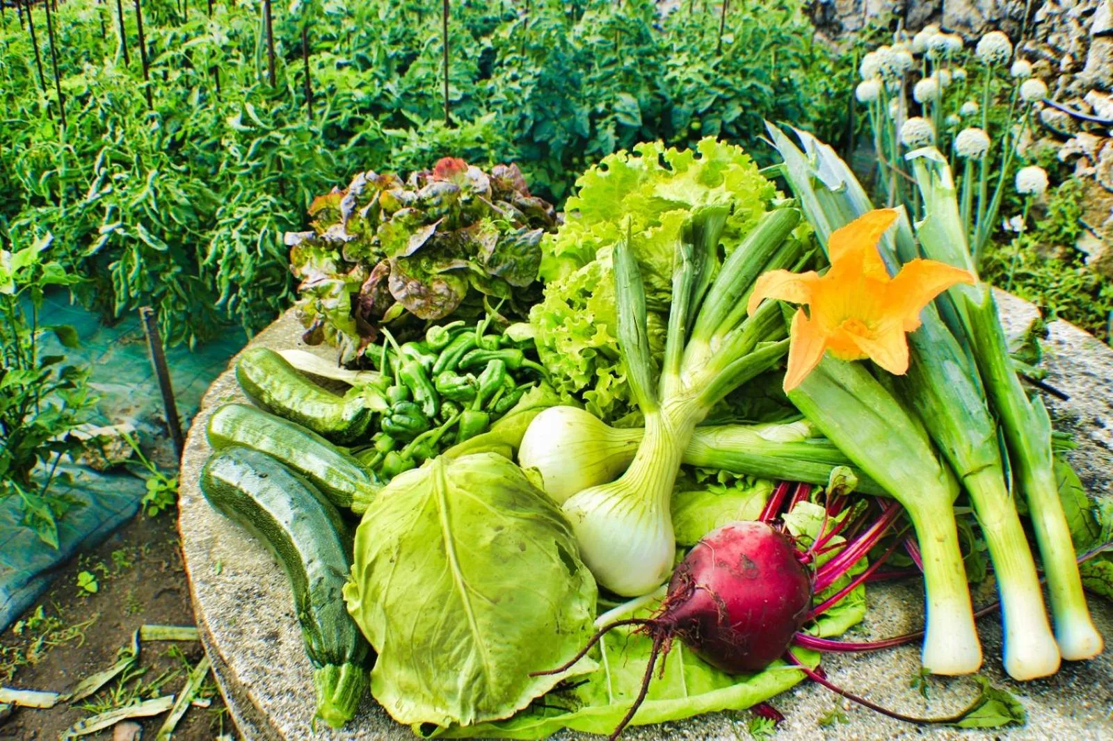 Lunch in Hotel Spa Bosque Mar