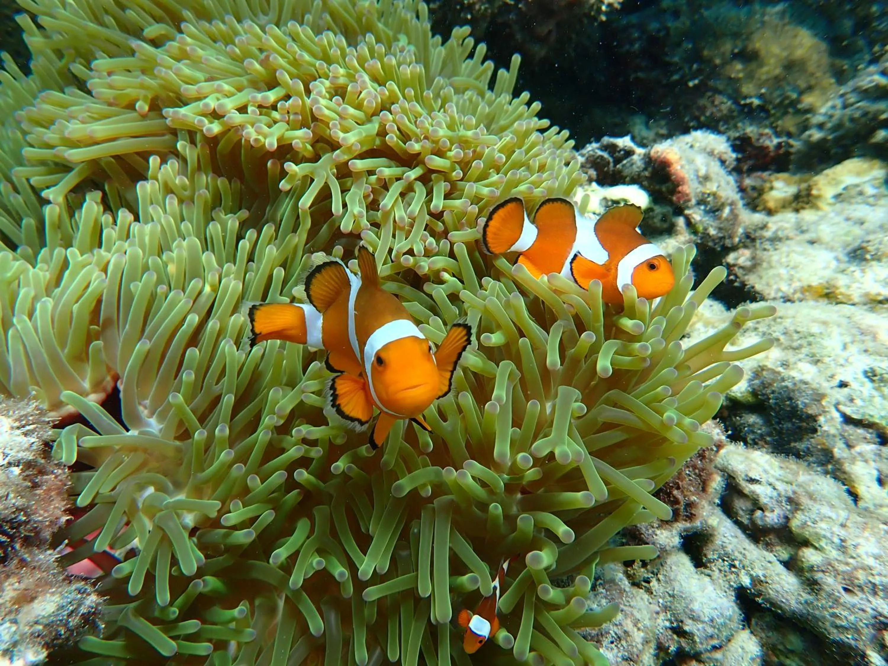 Natural landscape in JSK Mantanani Island Resorts