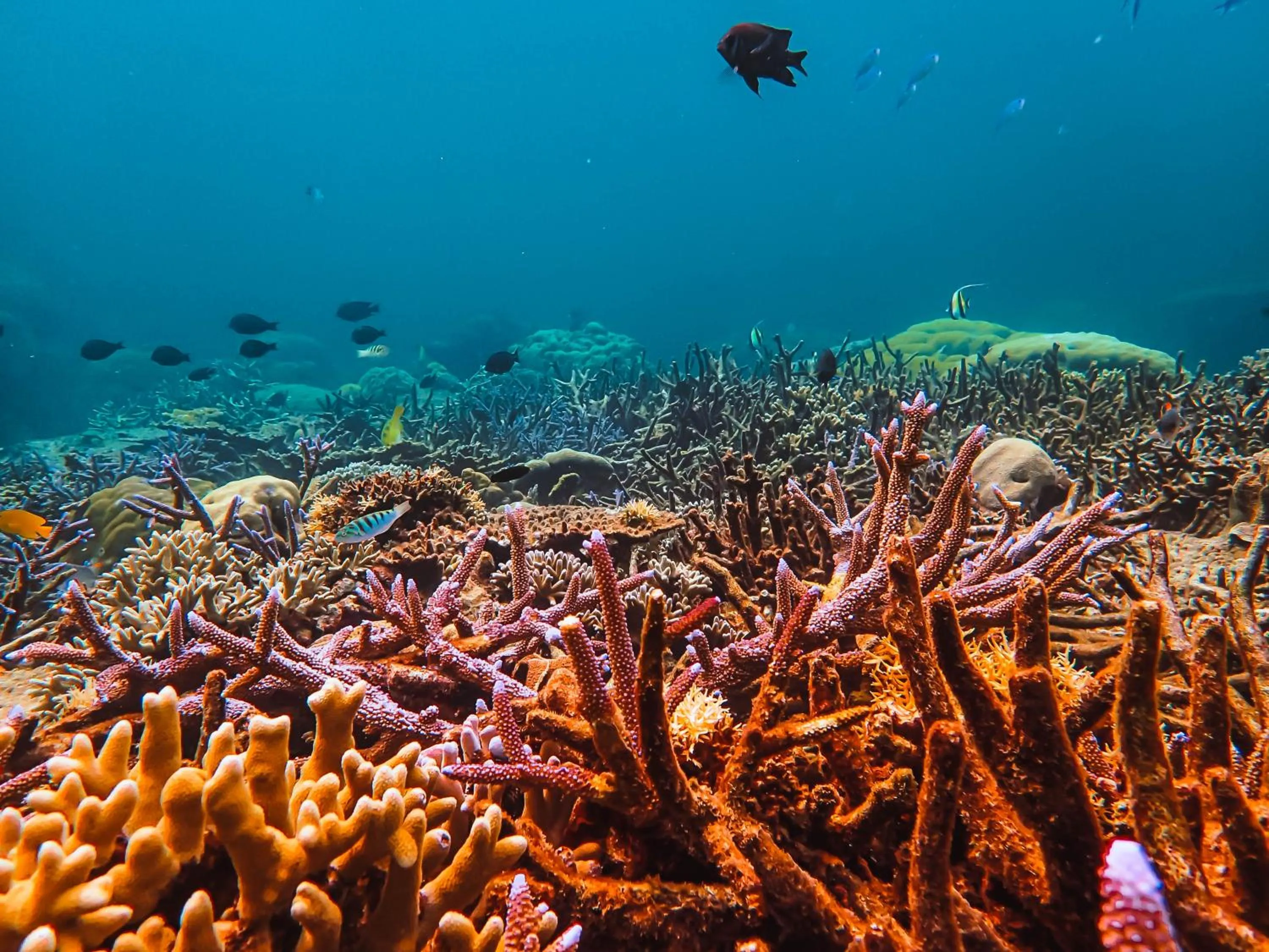 JSK Mantanani Island Resorts