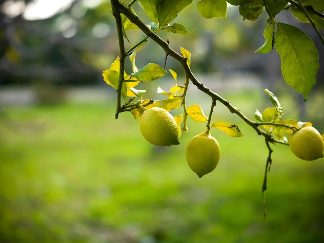 Kairos Valley Wellness & Longevity