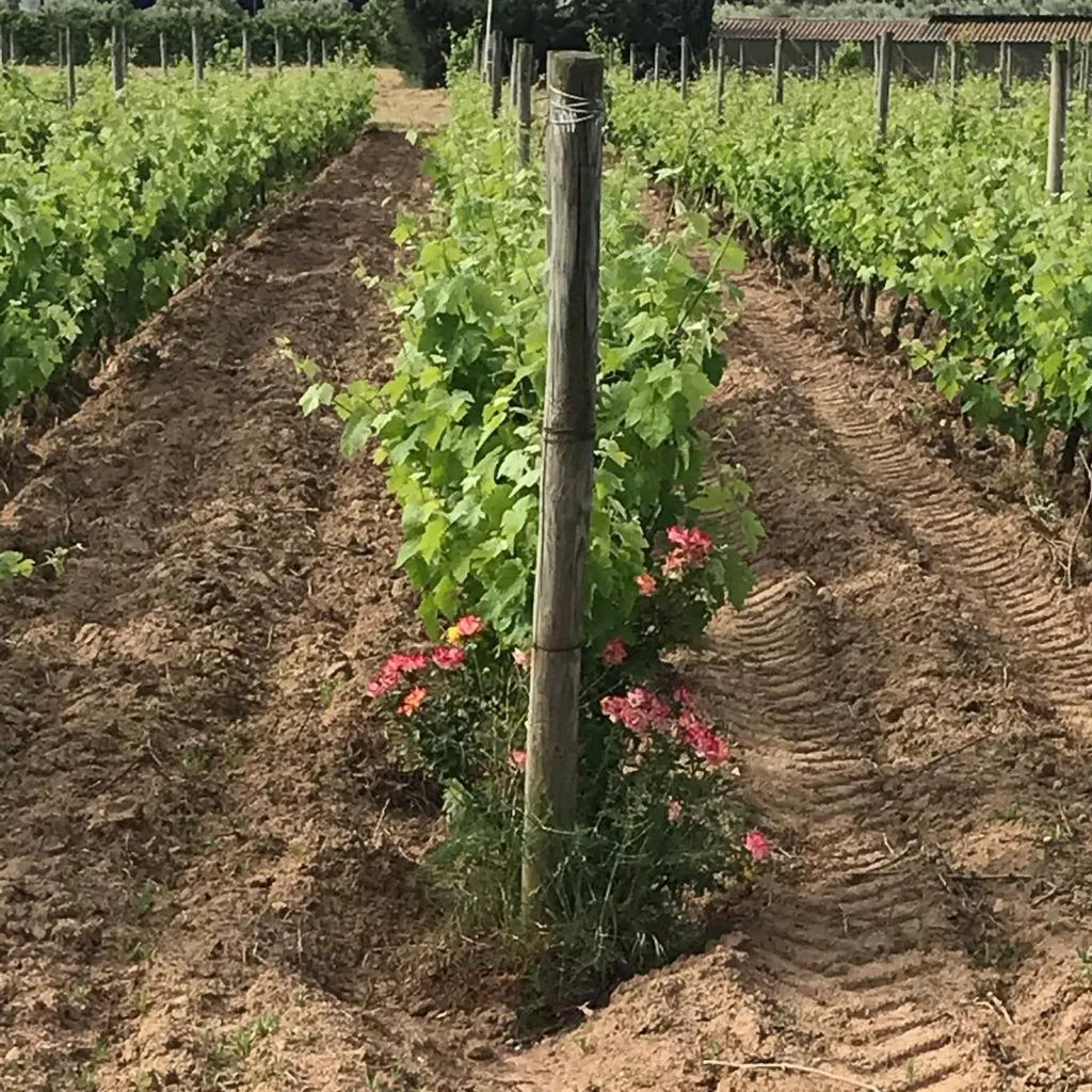 Spring in Hotel Spa Pinar del Mar