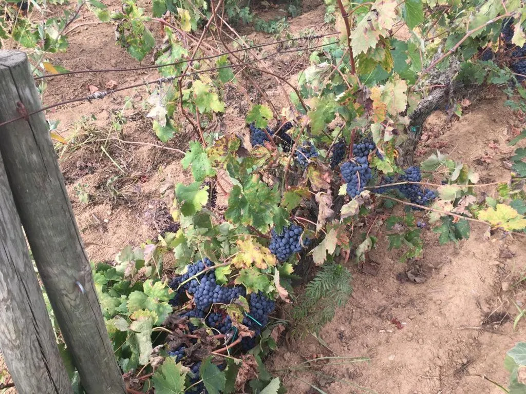 Spring in Hotel Spa Pinar del Mar