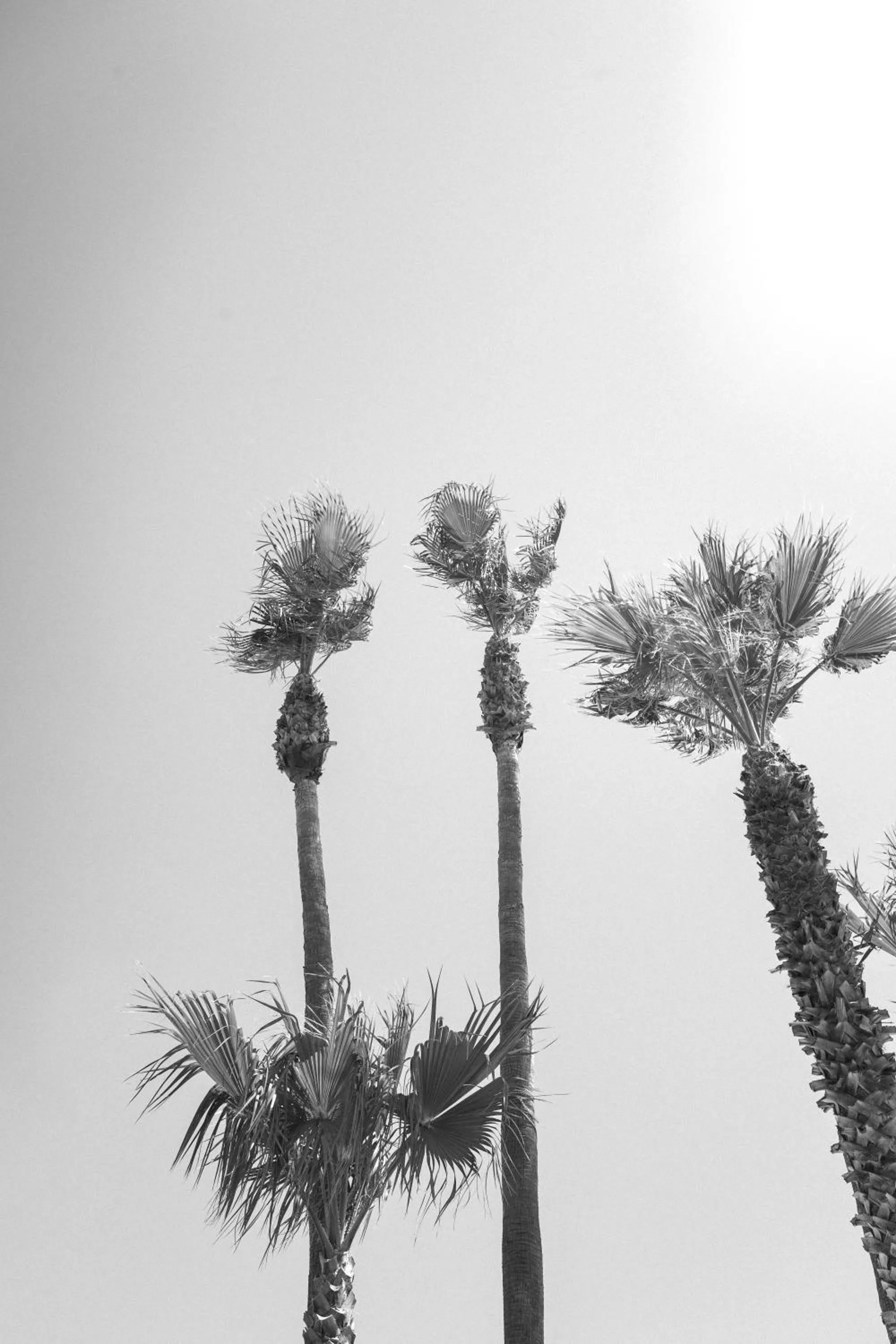 Can Arabí - Adults Only