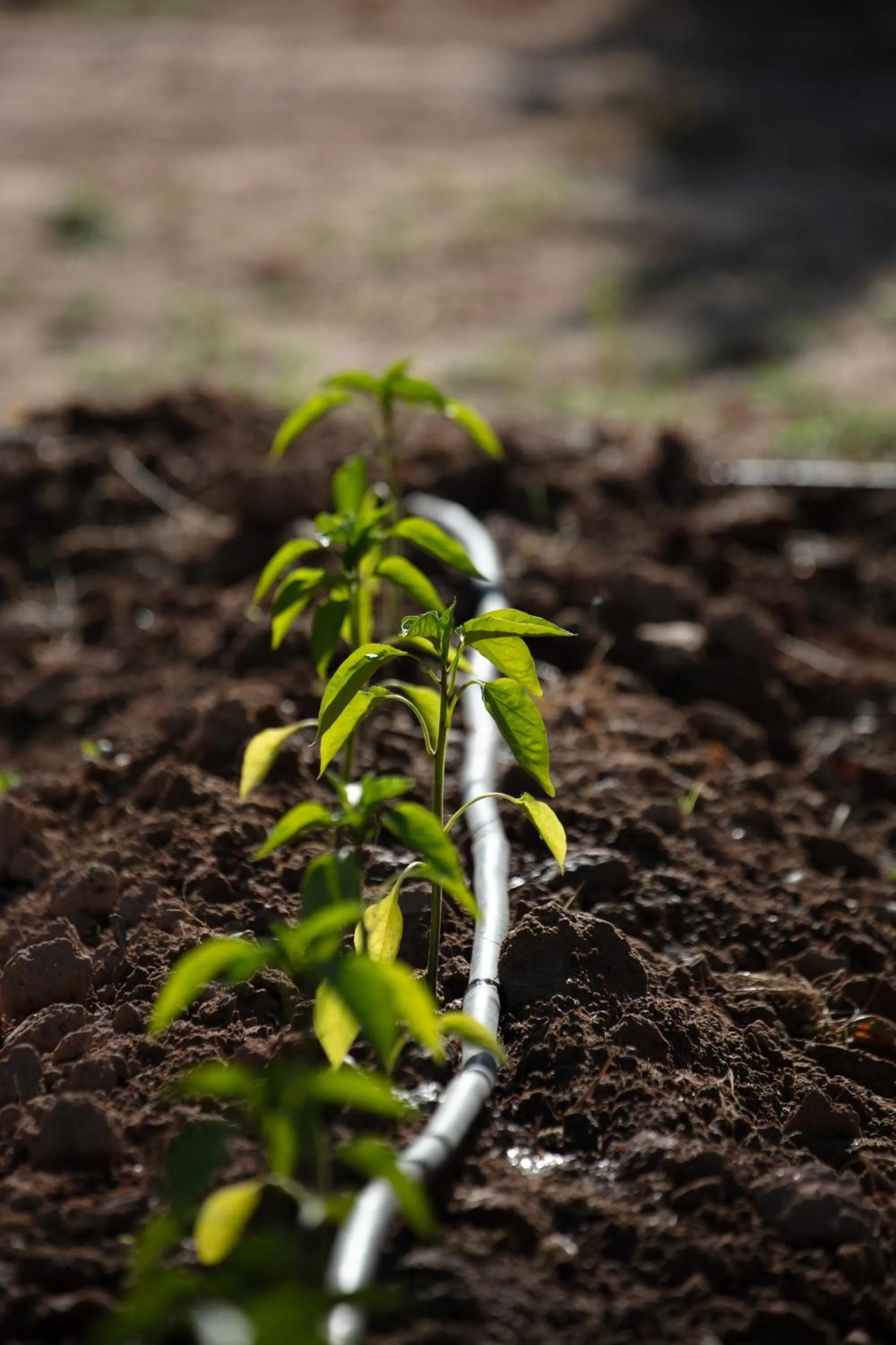 Can Arabí - Adults Only