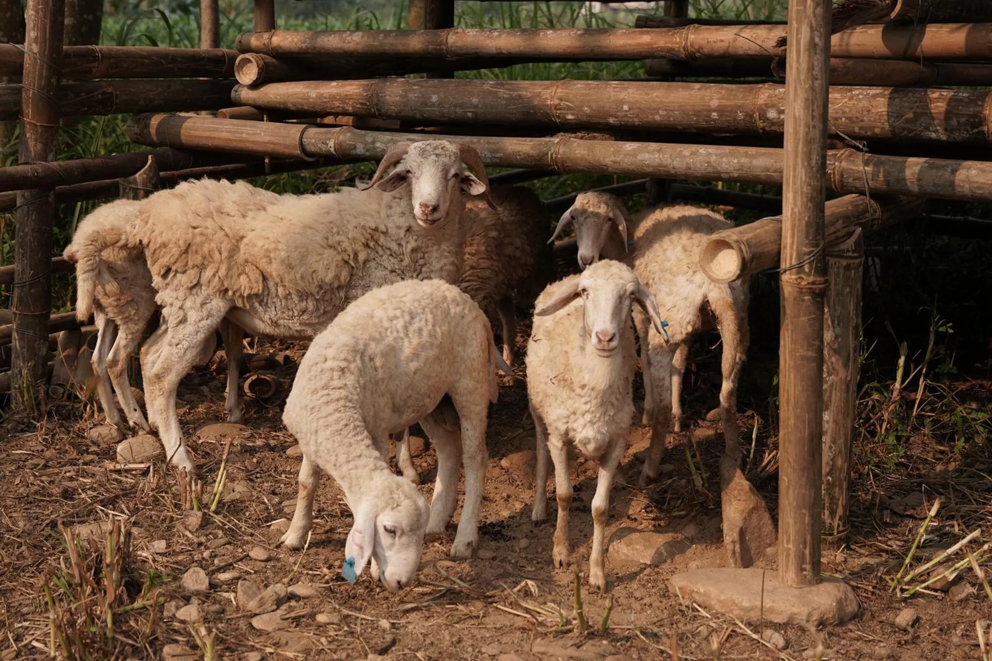 Animals in Sky Bay Lodge