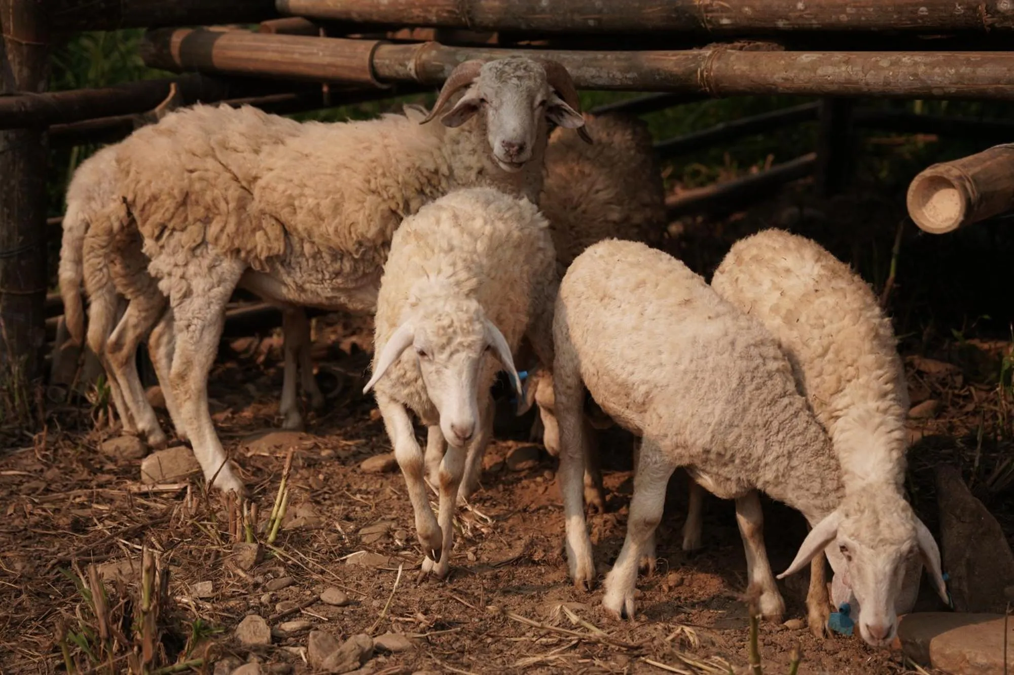 Animals in Sky Bay Lodge