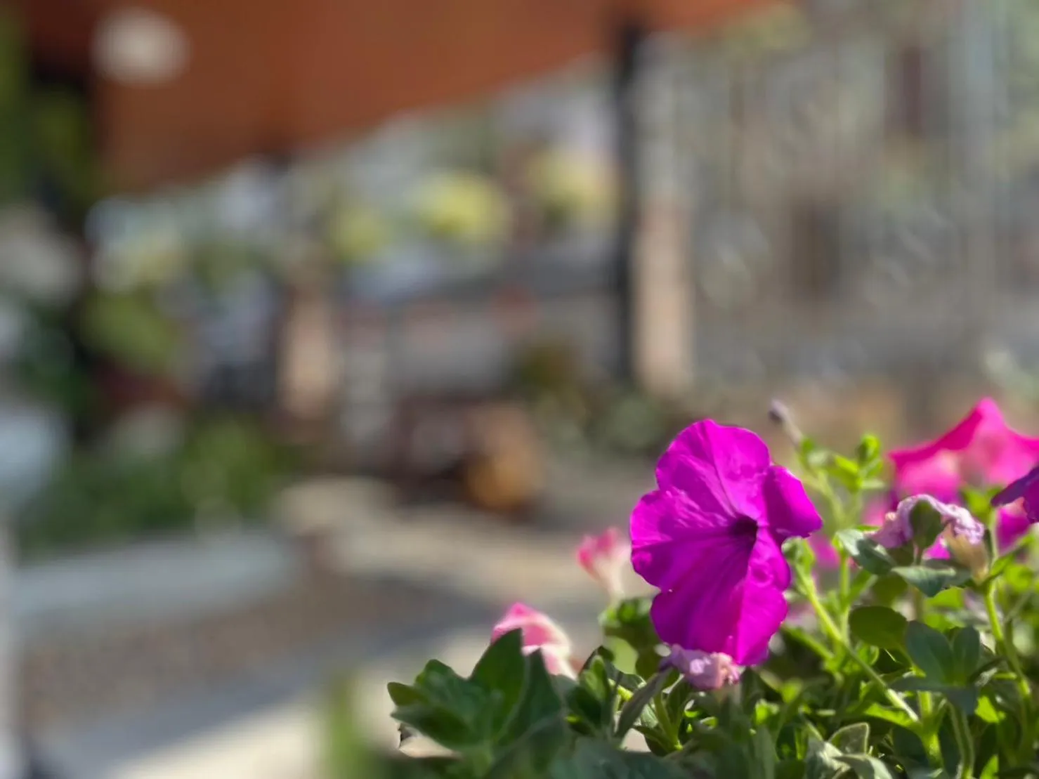Inner courtyard view in 66 Apartment