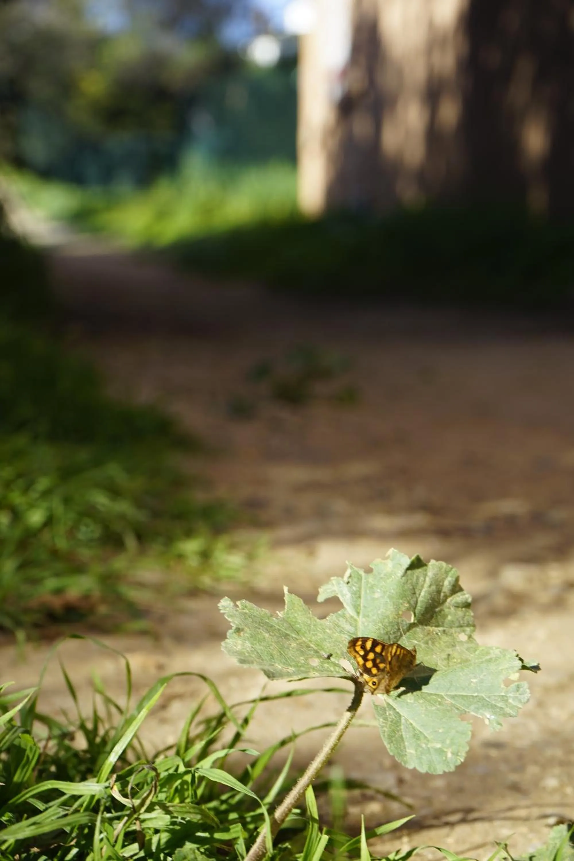 Alcaidesa Boutique Hotel