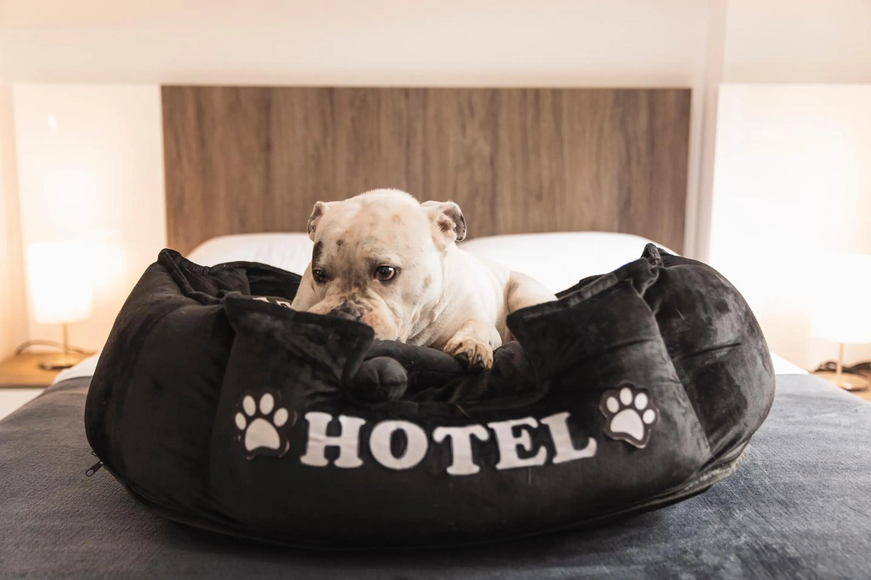 Pets in Hotel Boutique Business Center