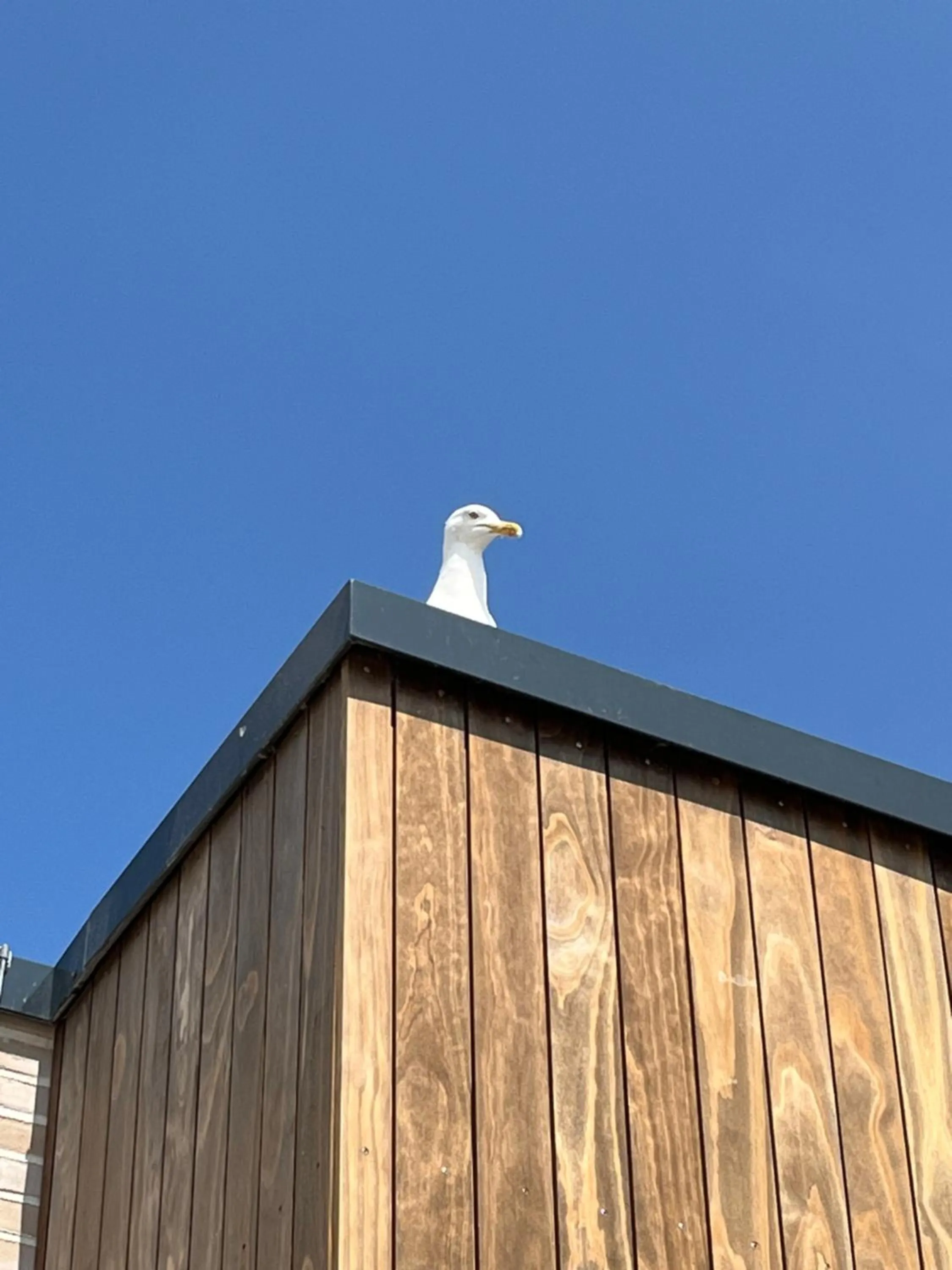 Staff in Lieblingsplatz Hotel Surf Rescue Club