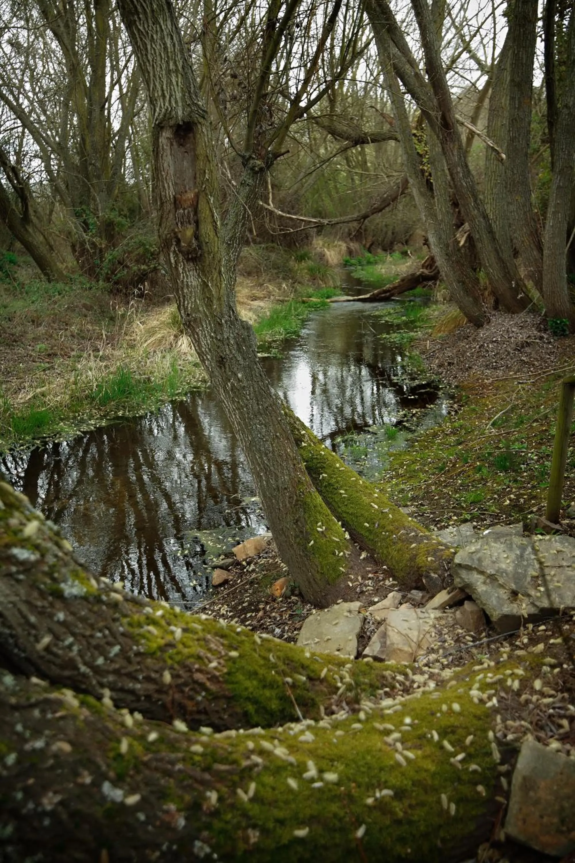 Señorío de Los Bazán