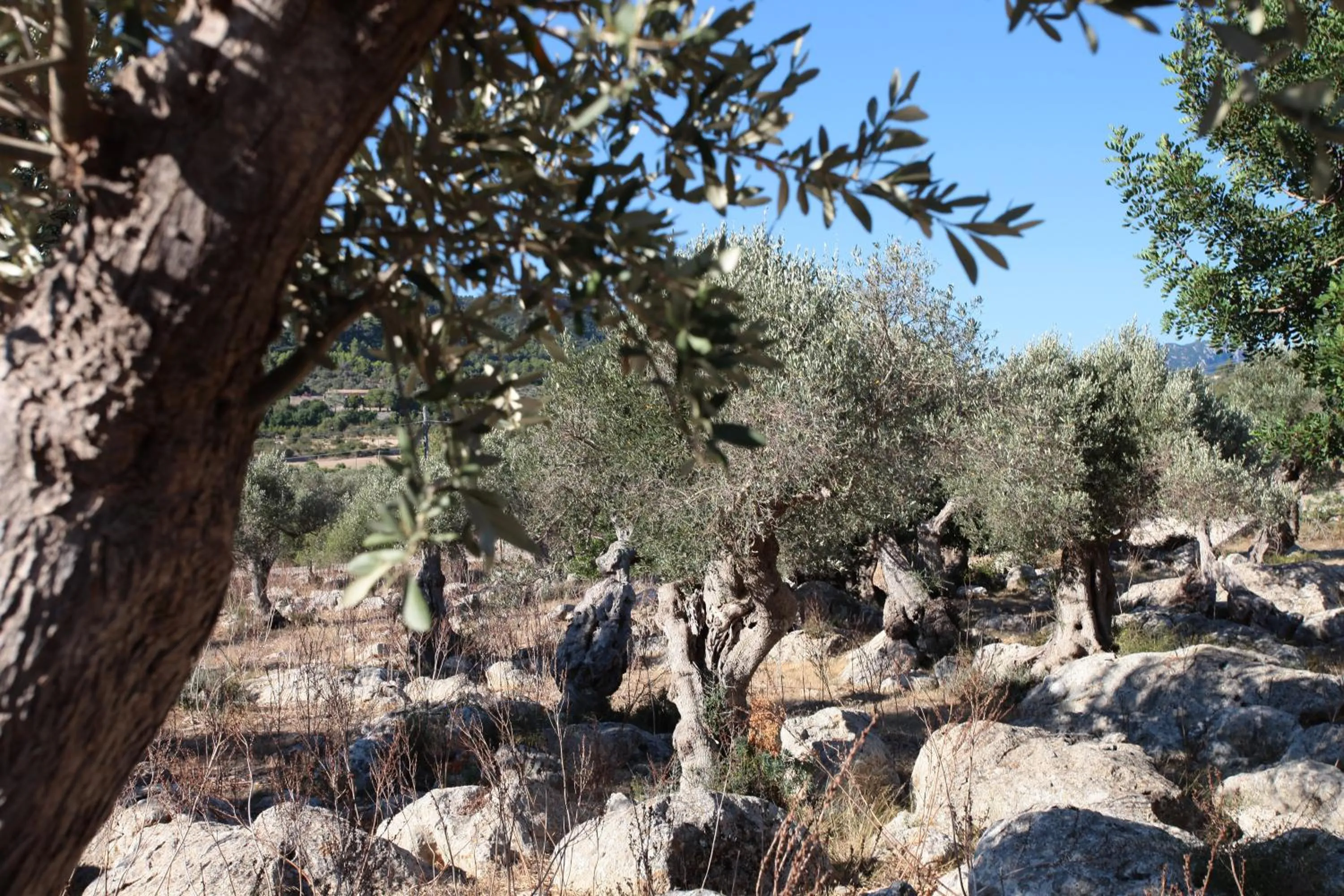 Area and facilities in Ca's Garriguer